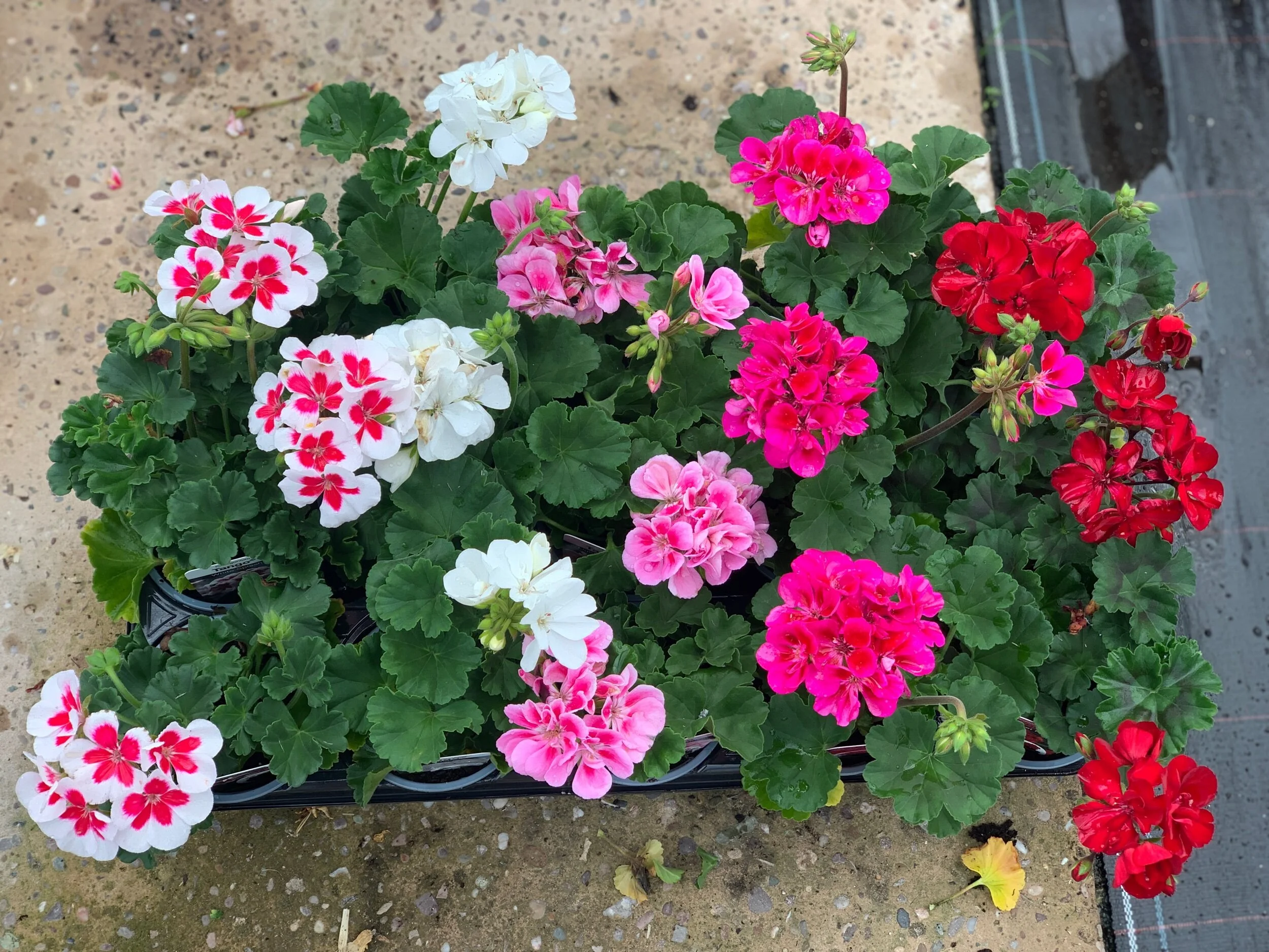 D5395B29-23F6-41CD-BB85-9B21B7EB2429