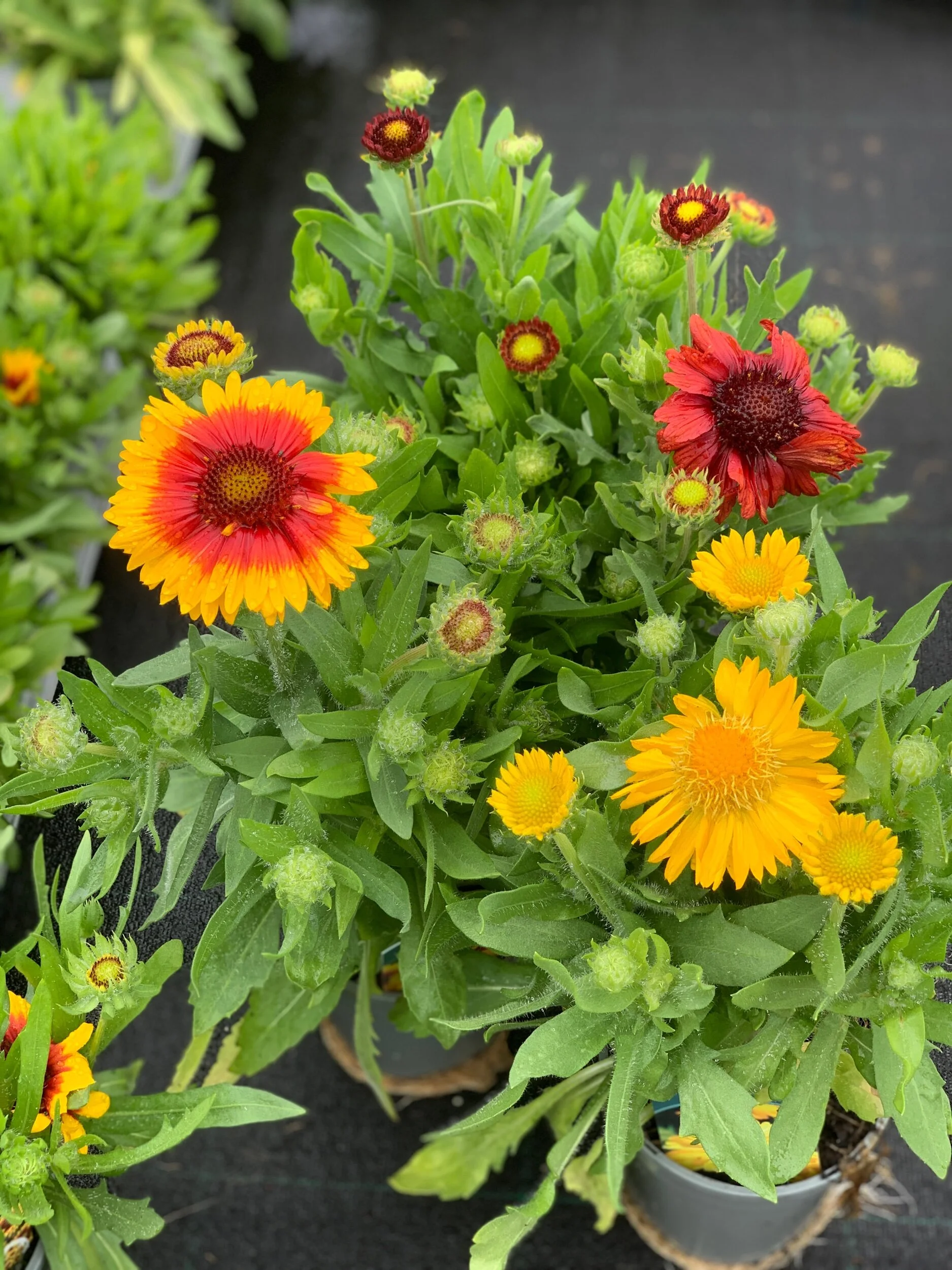 29682B70-9663-49EA-938A-E04D79EA413C