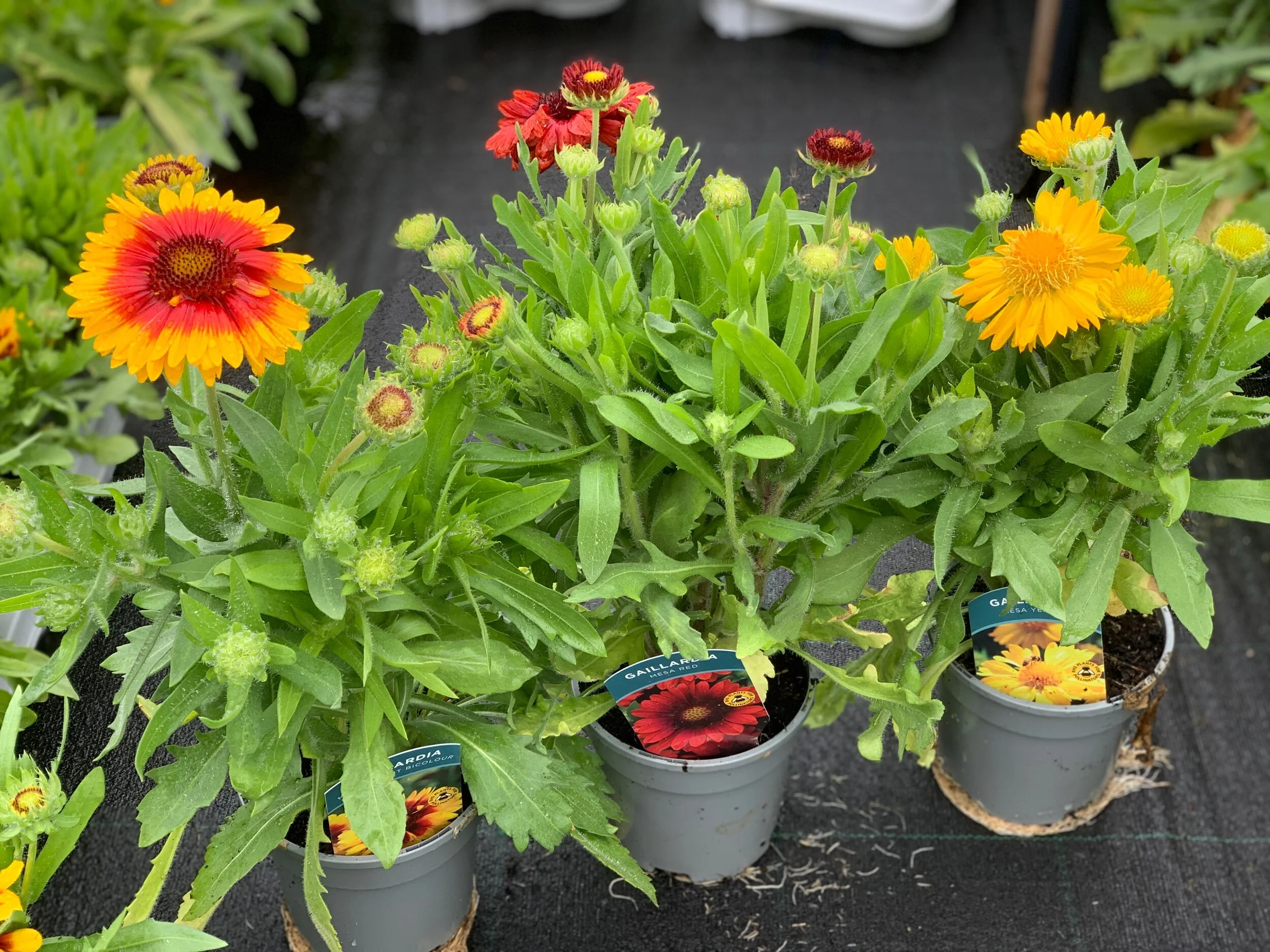 0FDE0450-8EA2-4582-B9CE-F8AEE24F2291