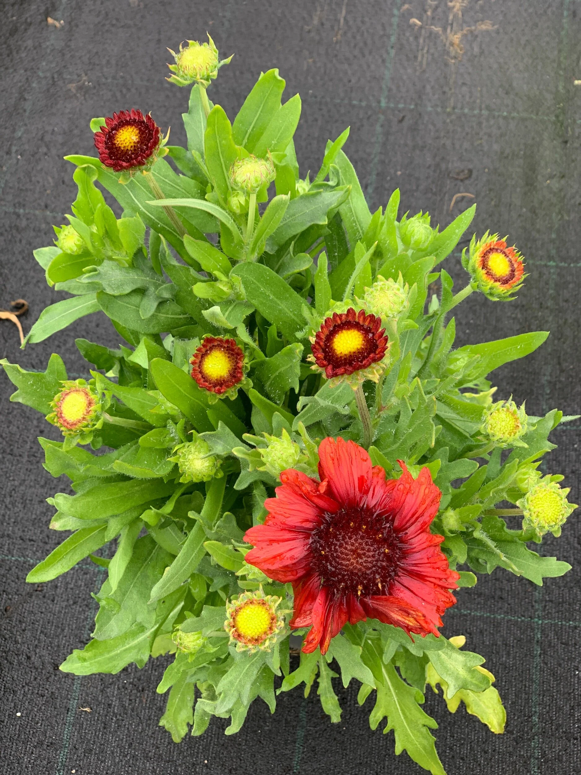 EE11AE4A-9D10-41E0-B860-794021F023B6