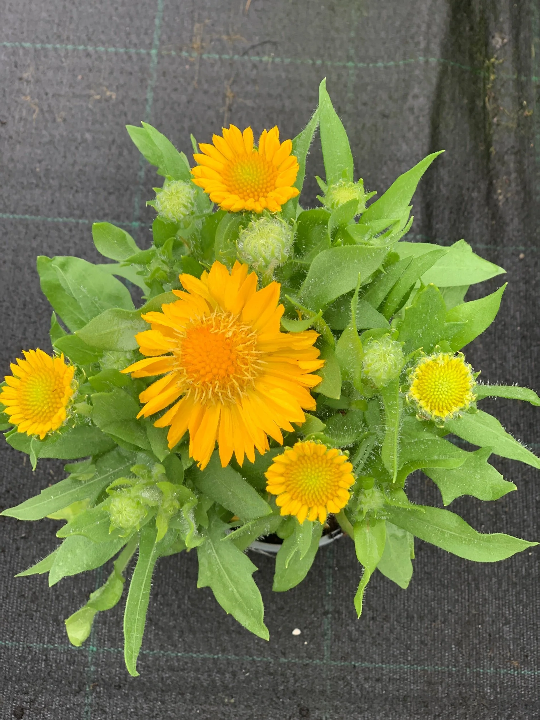 6FBB1DE0-D42C-4185-BE74-8E2286F28C7A