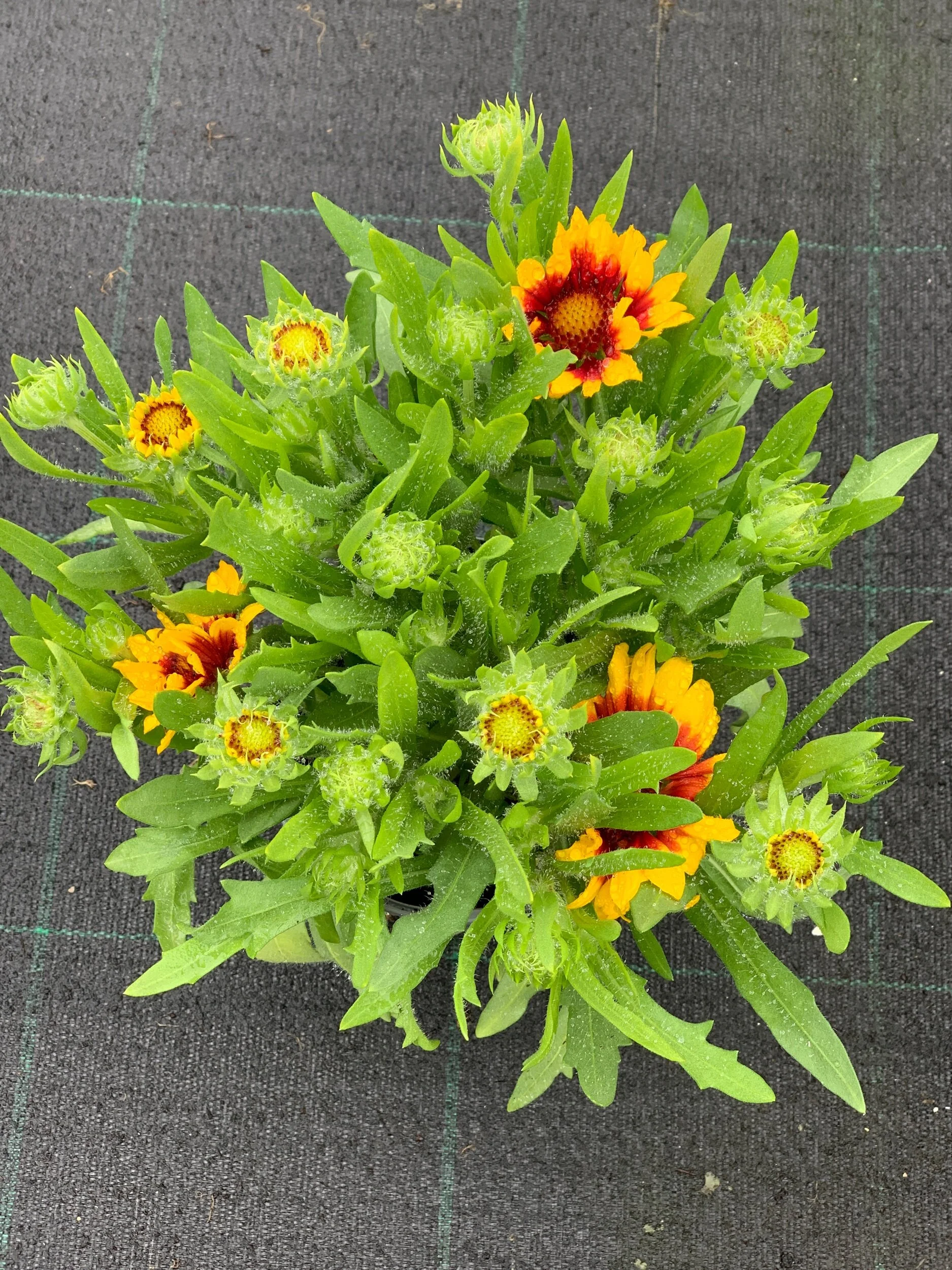 DD615104-F81E-4C4C-B10E-E02A90991908