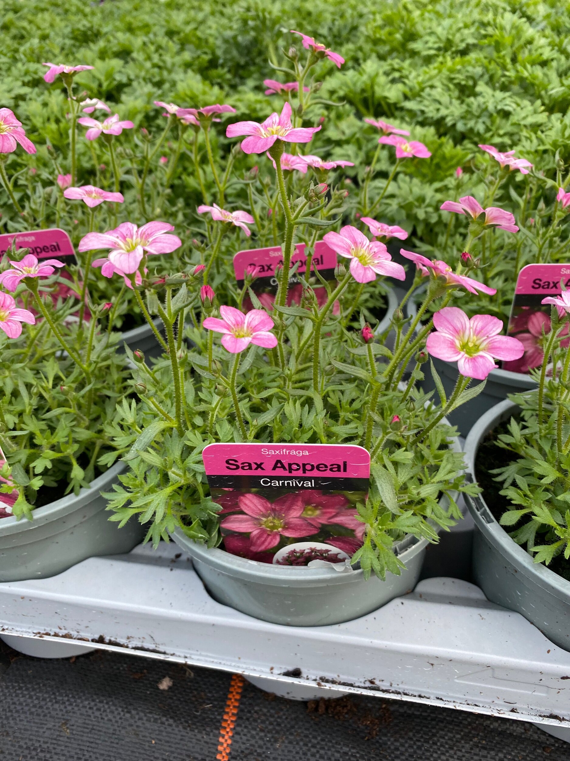 4785A165-A5B1-4274-B5E1-CE87CD11256F