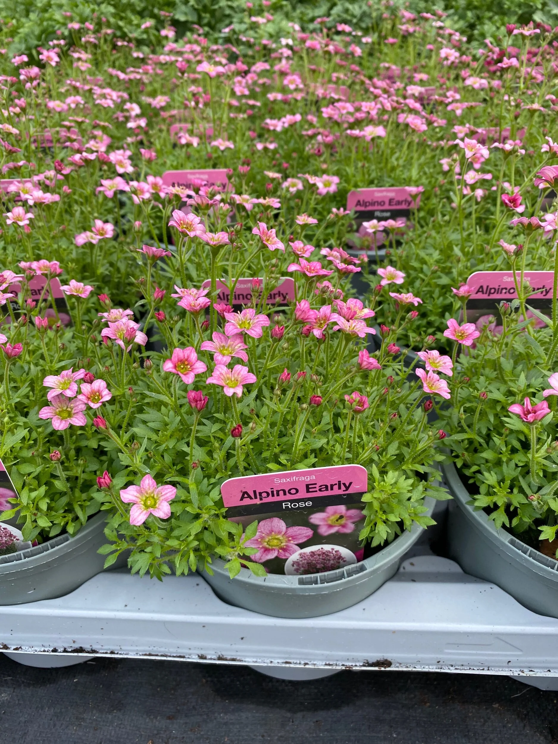 A3EE3E6F-D0E1-4DB6-97C1-8A451B917124