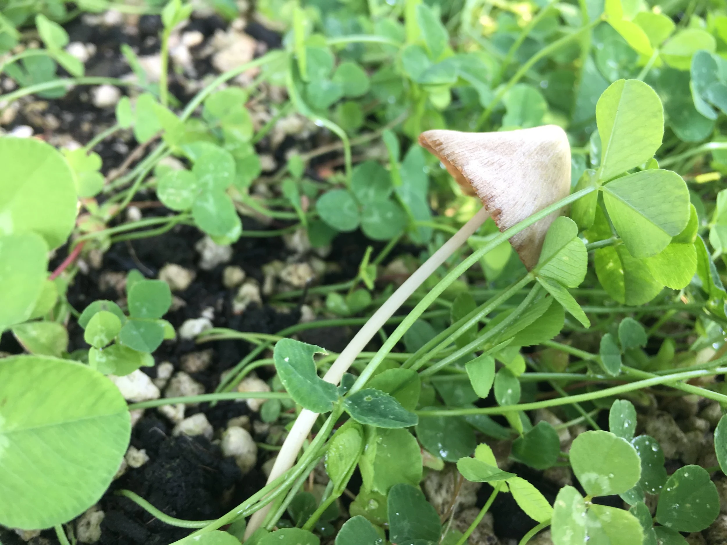 IMG_1823 (original).JPG