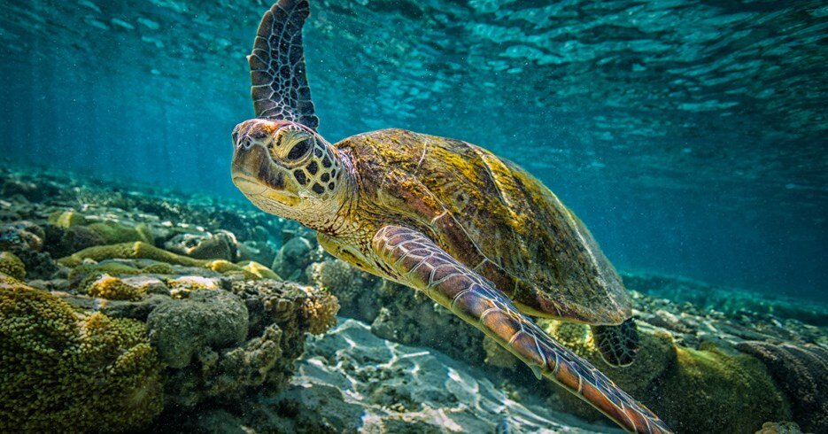 snorkeling-green-turtles.jpg