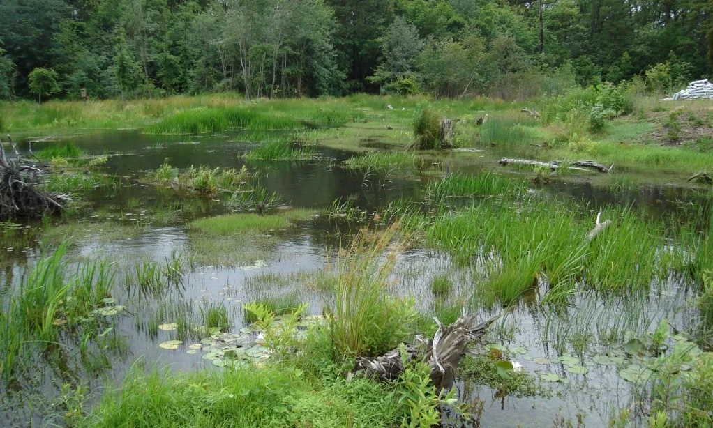 Bogs Wetland