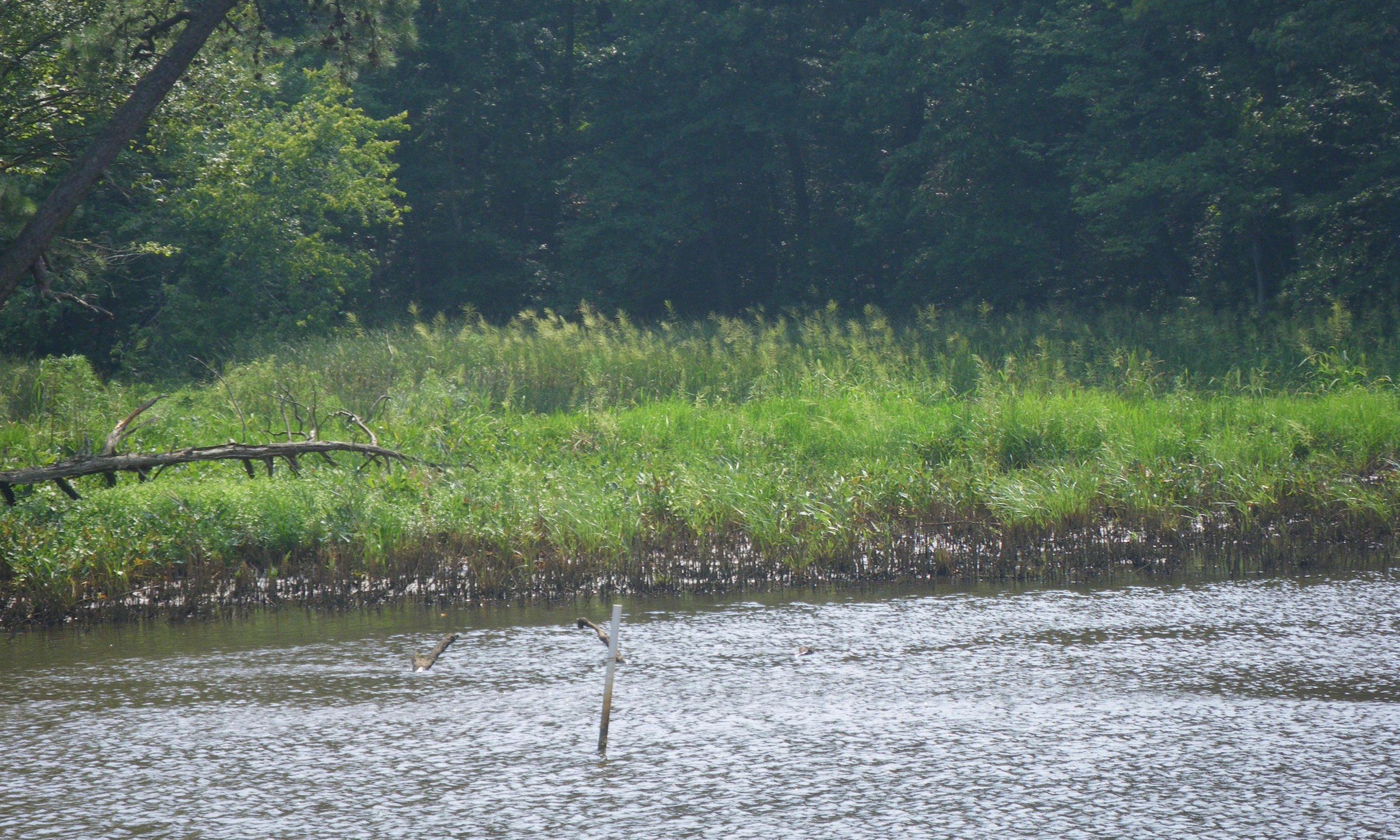 Mill Creek Headwaters Restoration