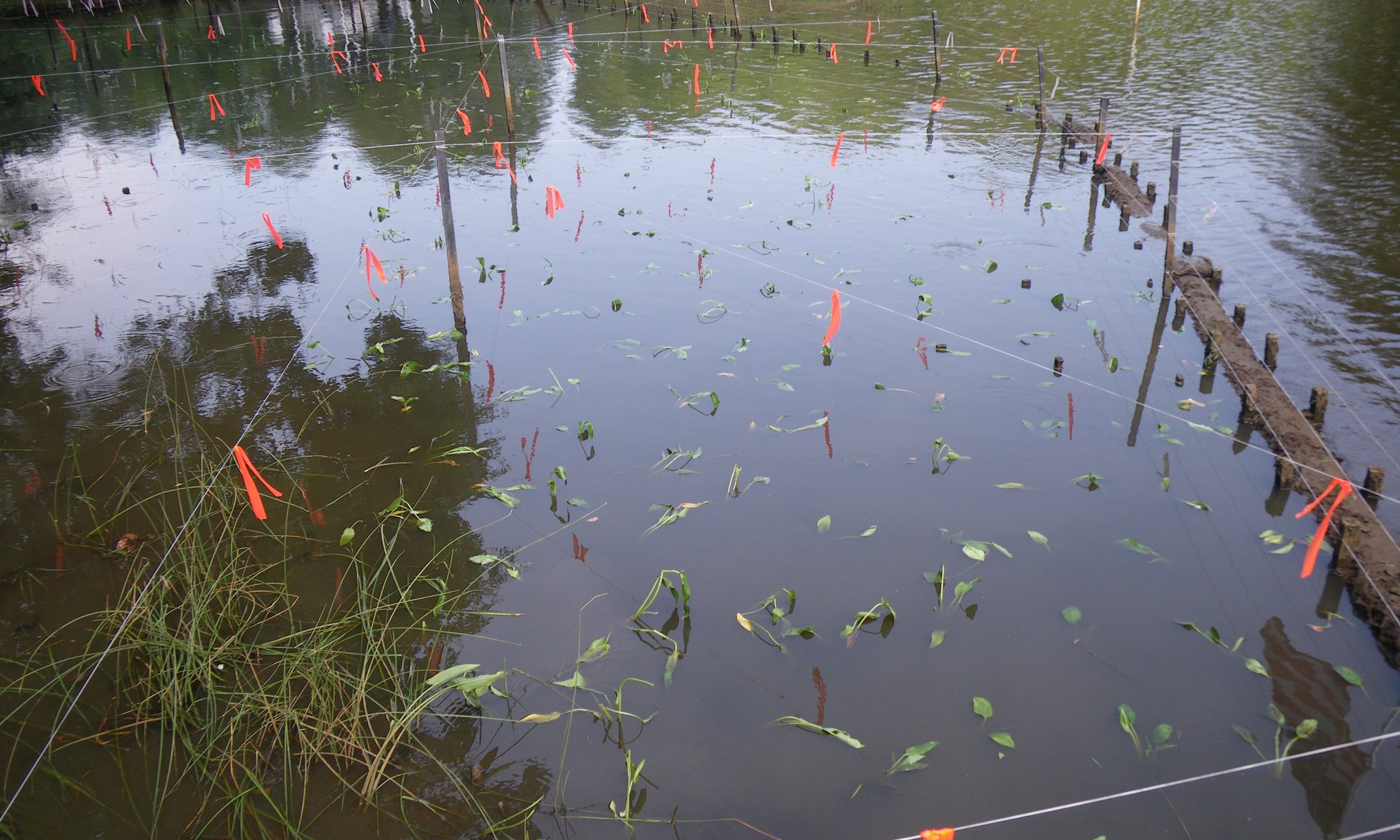 Mill Creek Headwaters Restoration
