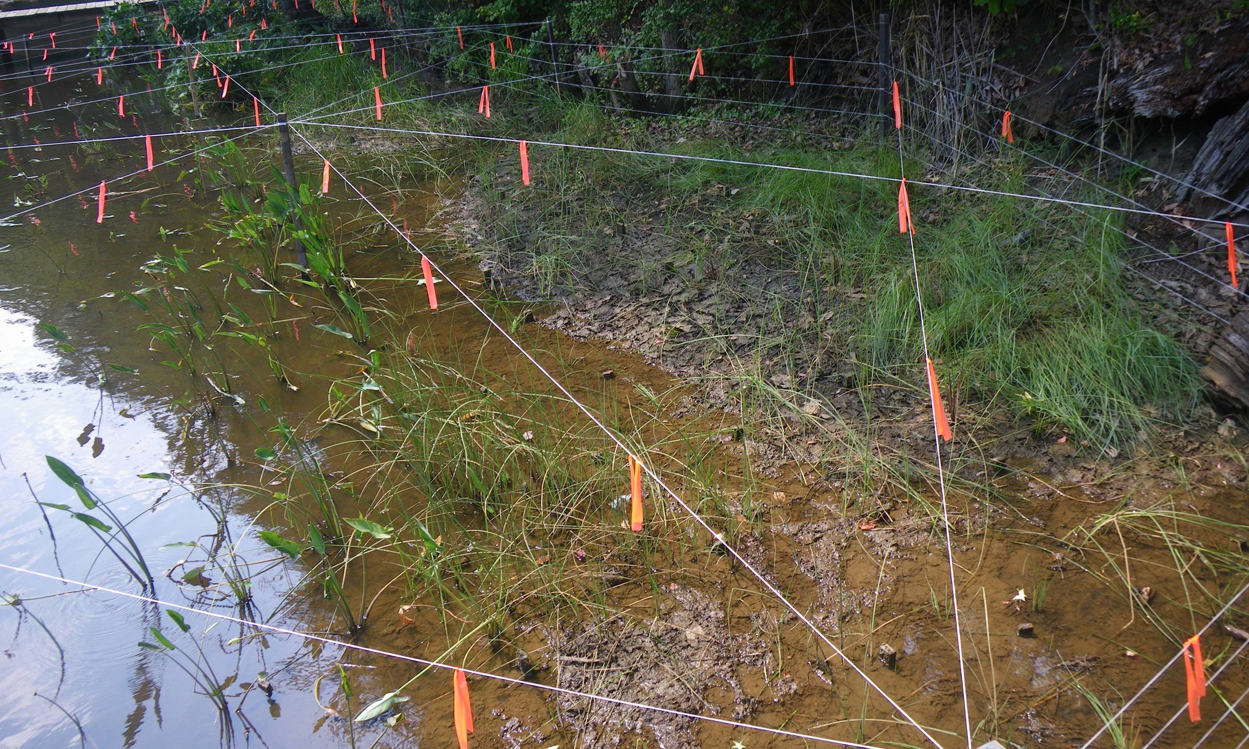 Mill Creek Headwaters Restoration