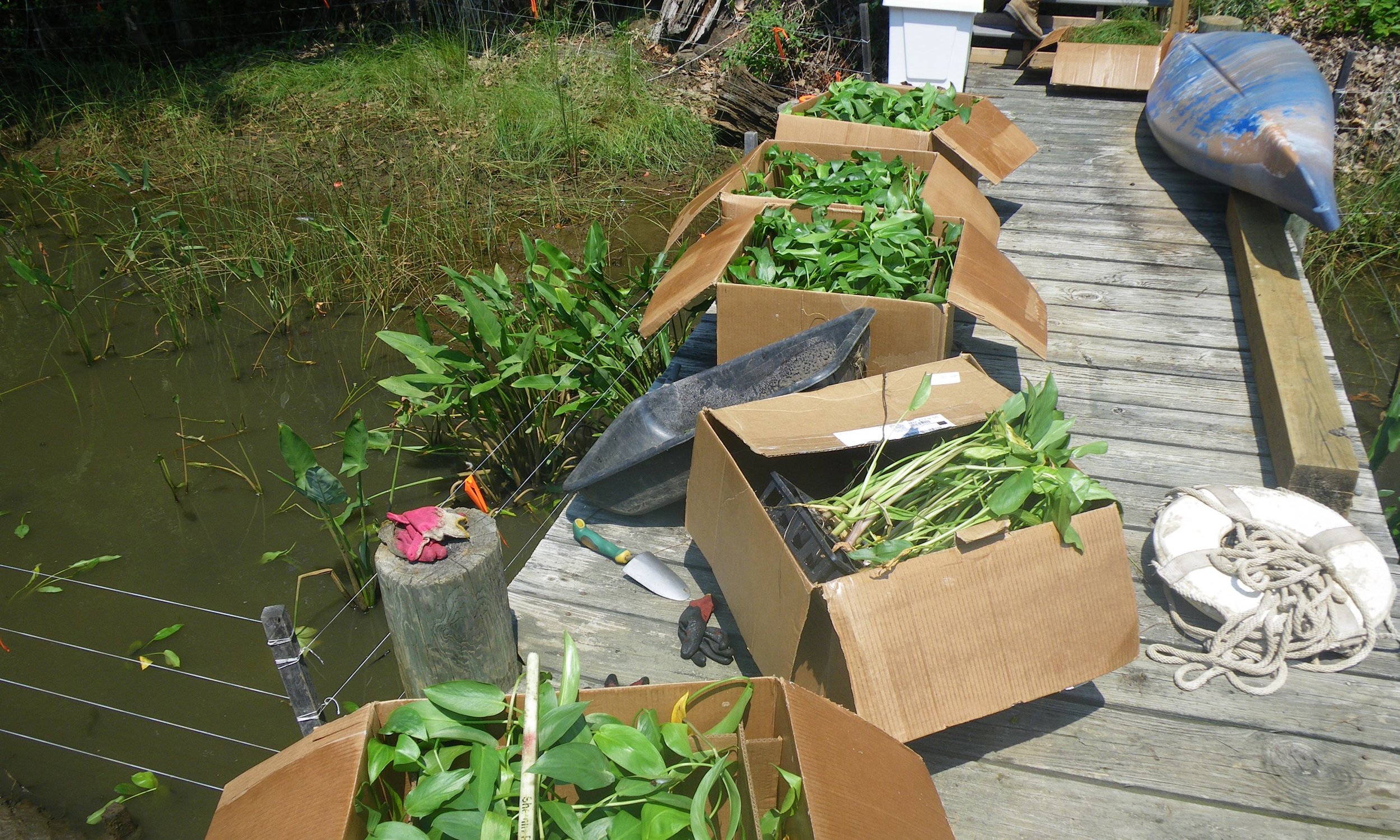 Mill Creek Headwaters Restoration