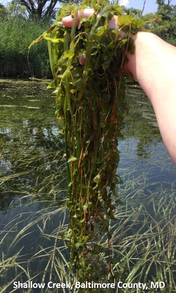 Chesapeake Bay Submerged Aquatic Vegetation Monitoring Program