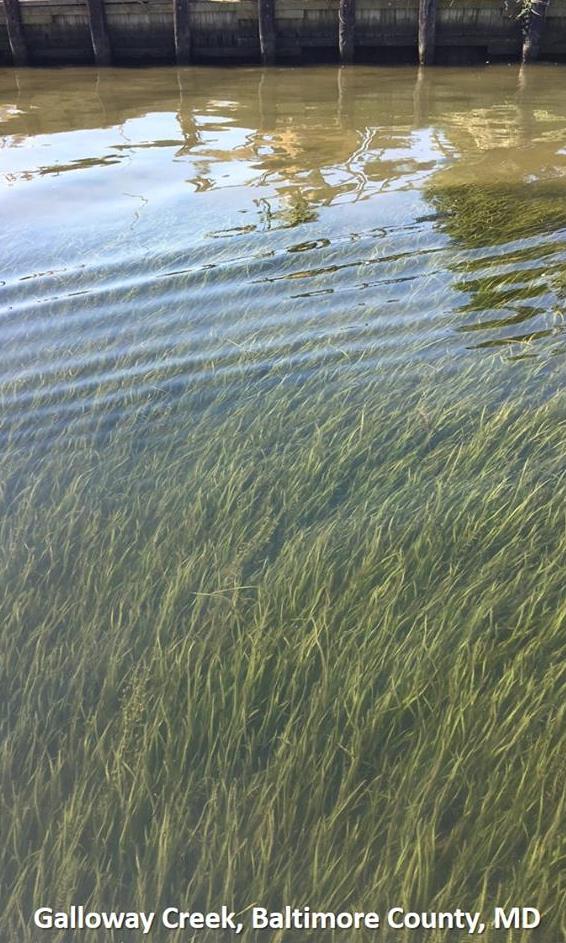 Chesapeake Bay Submerged Aquatic Vegetation Monitoring Program