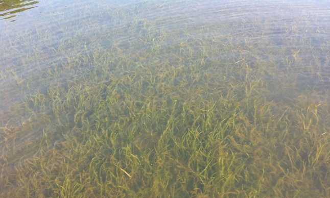 Chesapeake Bay Submerged Aquatic Vegetation Monitoring Program