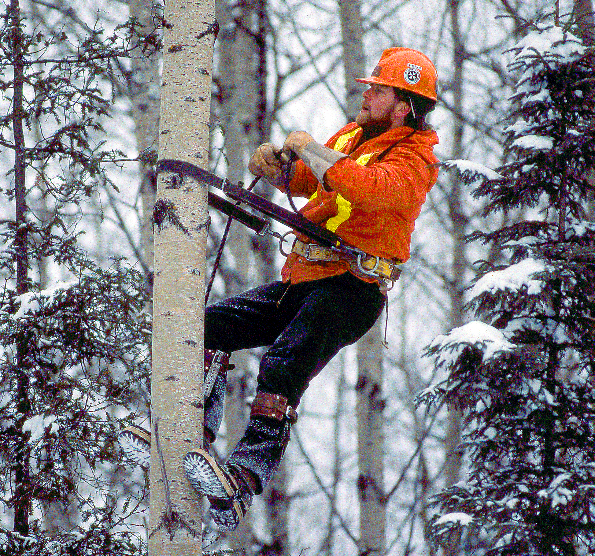 Hydro Worker in Tree.png