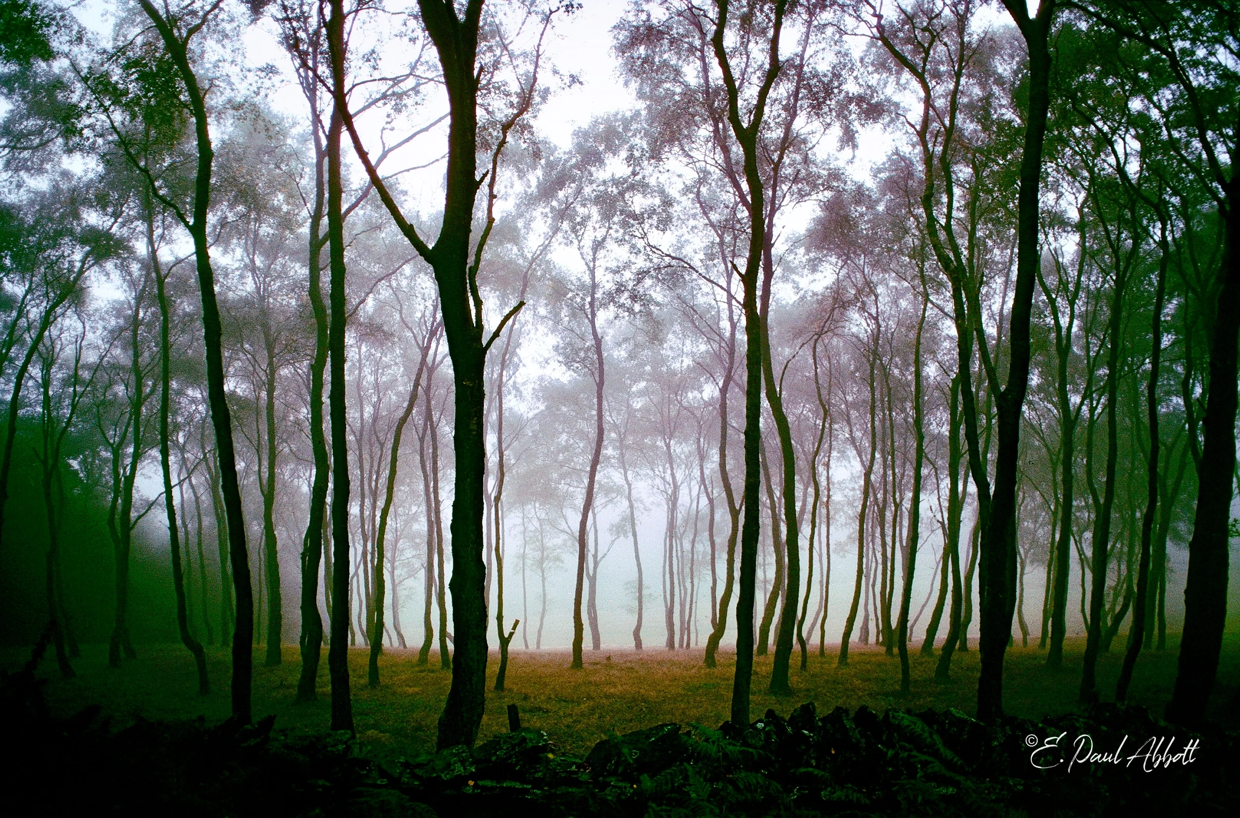 Wales Forest (1).jpg