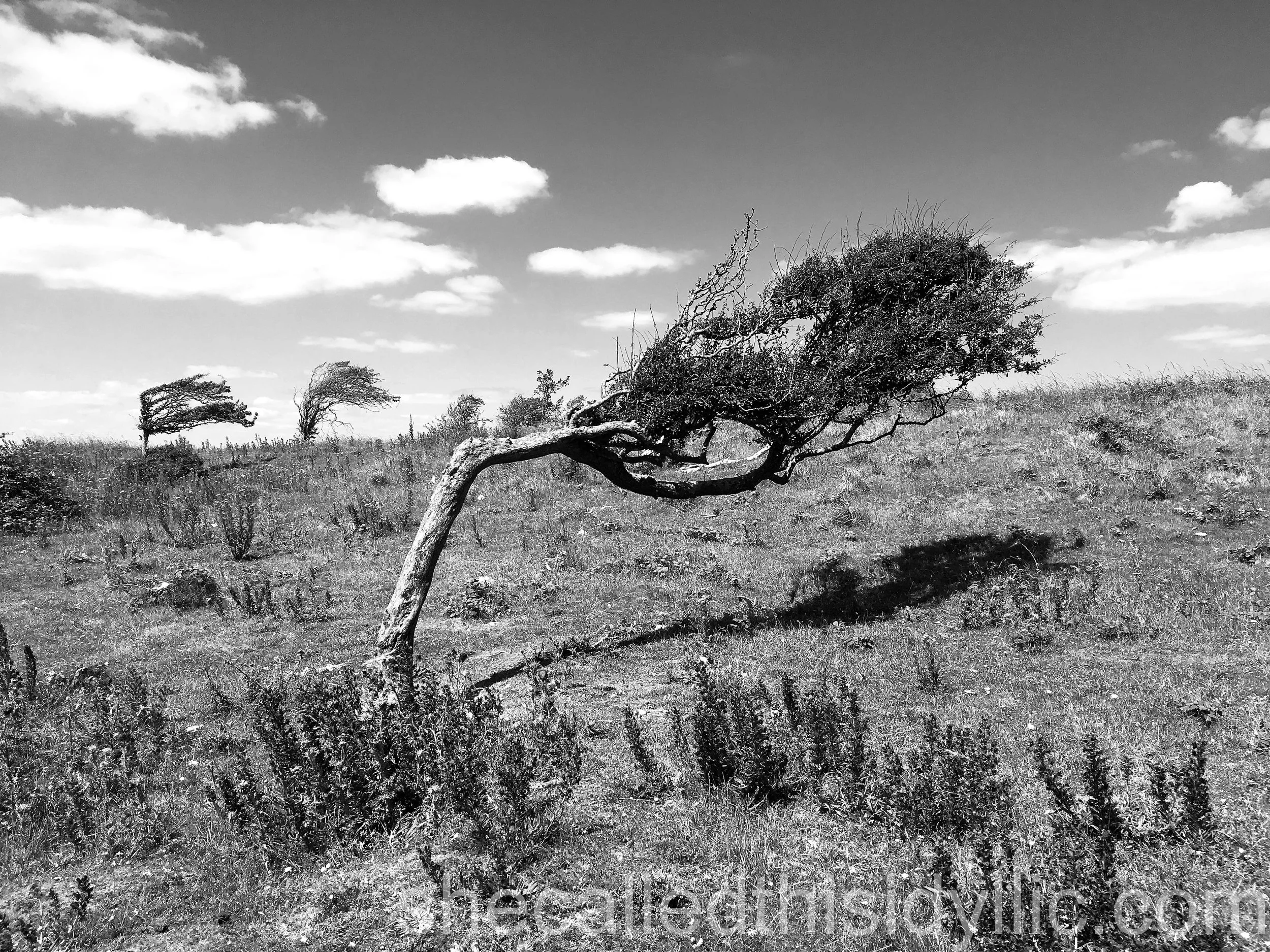 Sometimes, I Feel Like The Tree Is Me