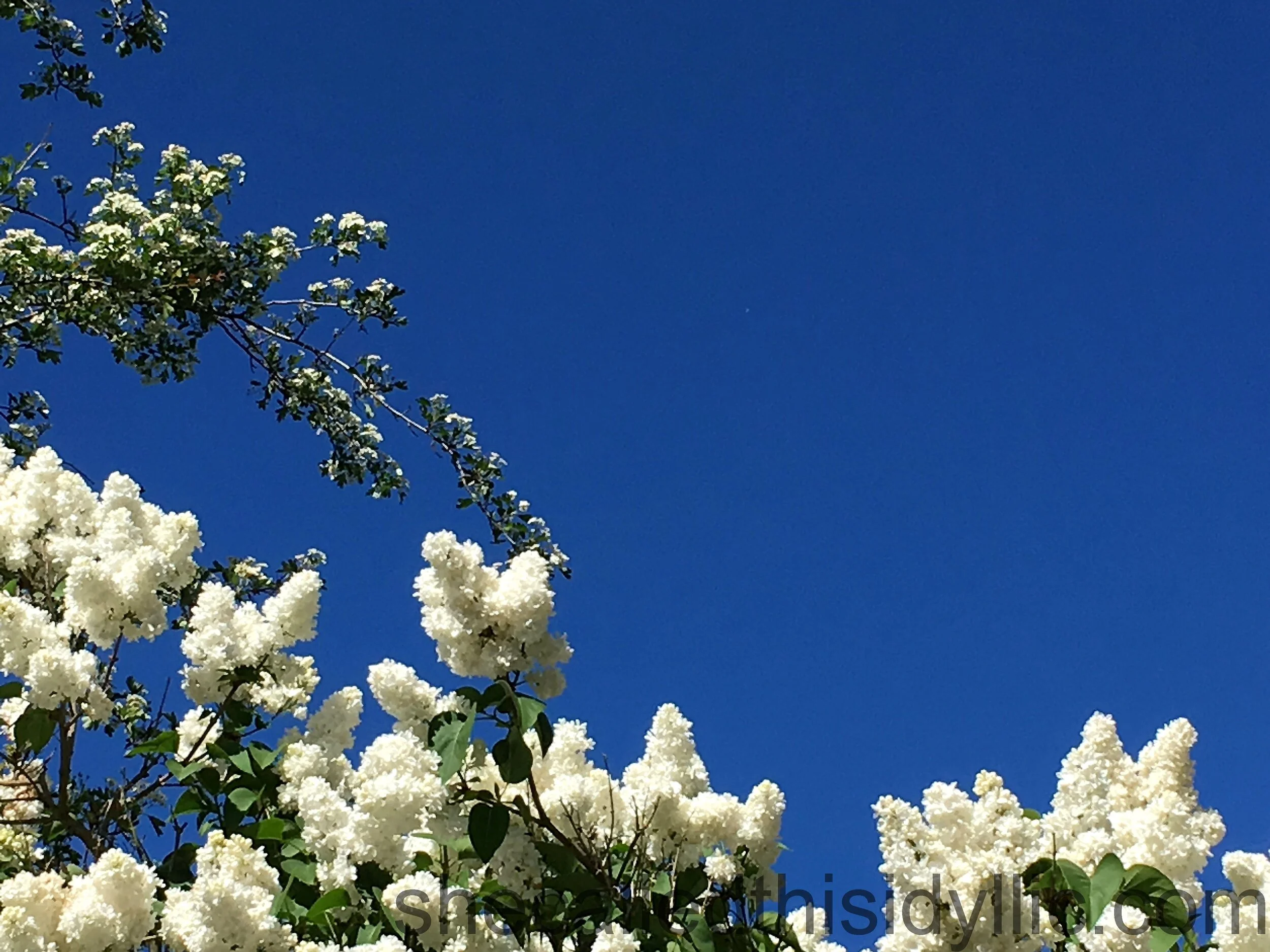 White Lilac And Hawthorn And Deep Blue Skies