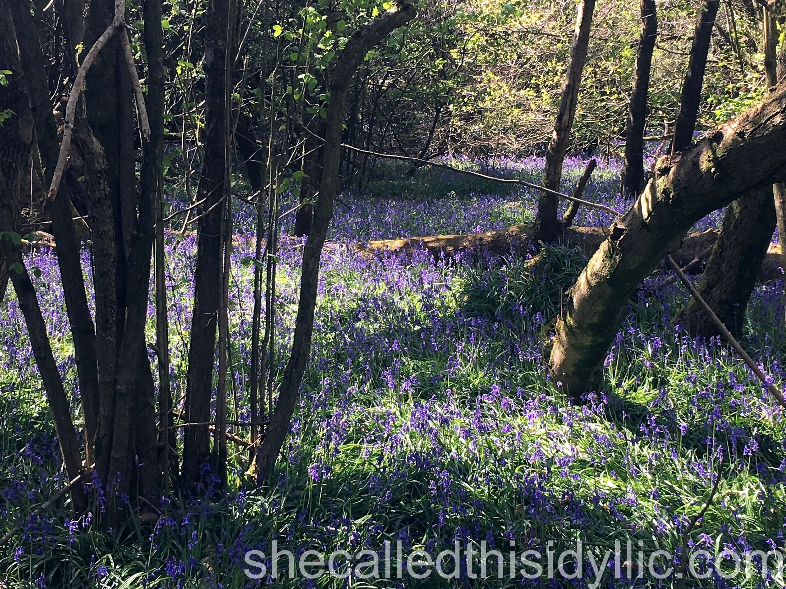 When We Took A Walk And Found Bluebells