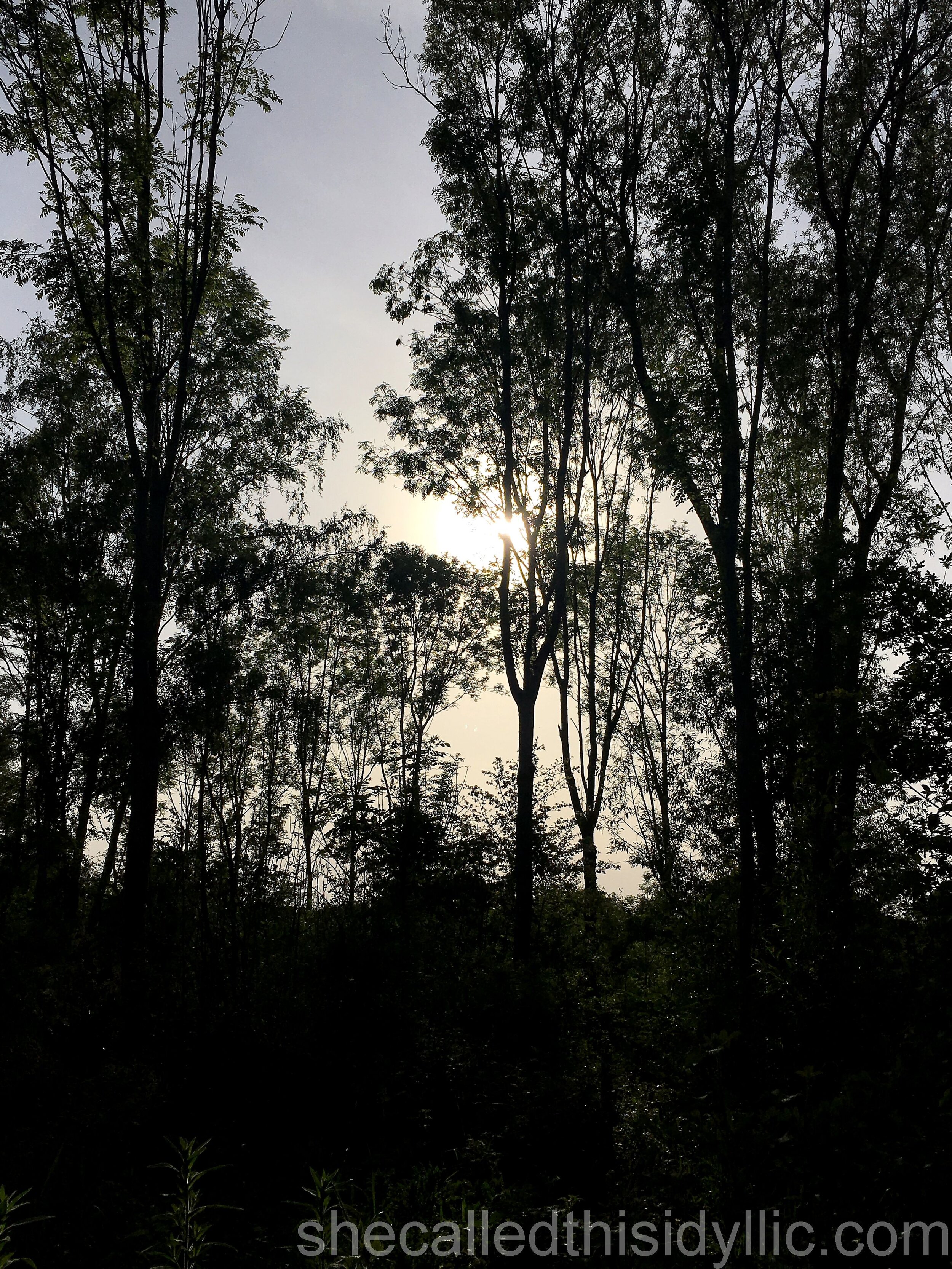 A Moment Of Peace In A Rapidly Deteriorating World