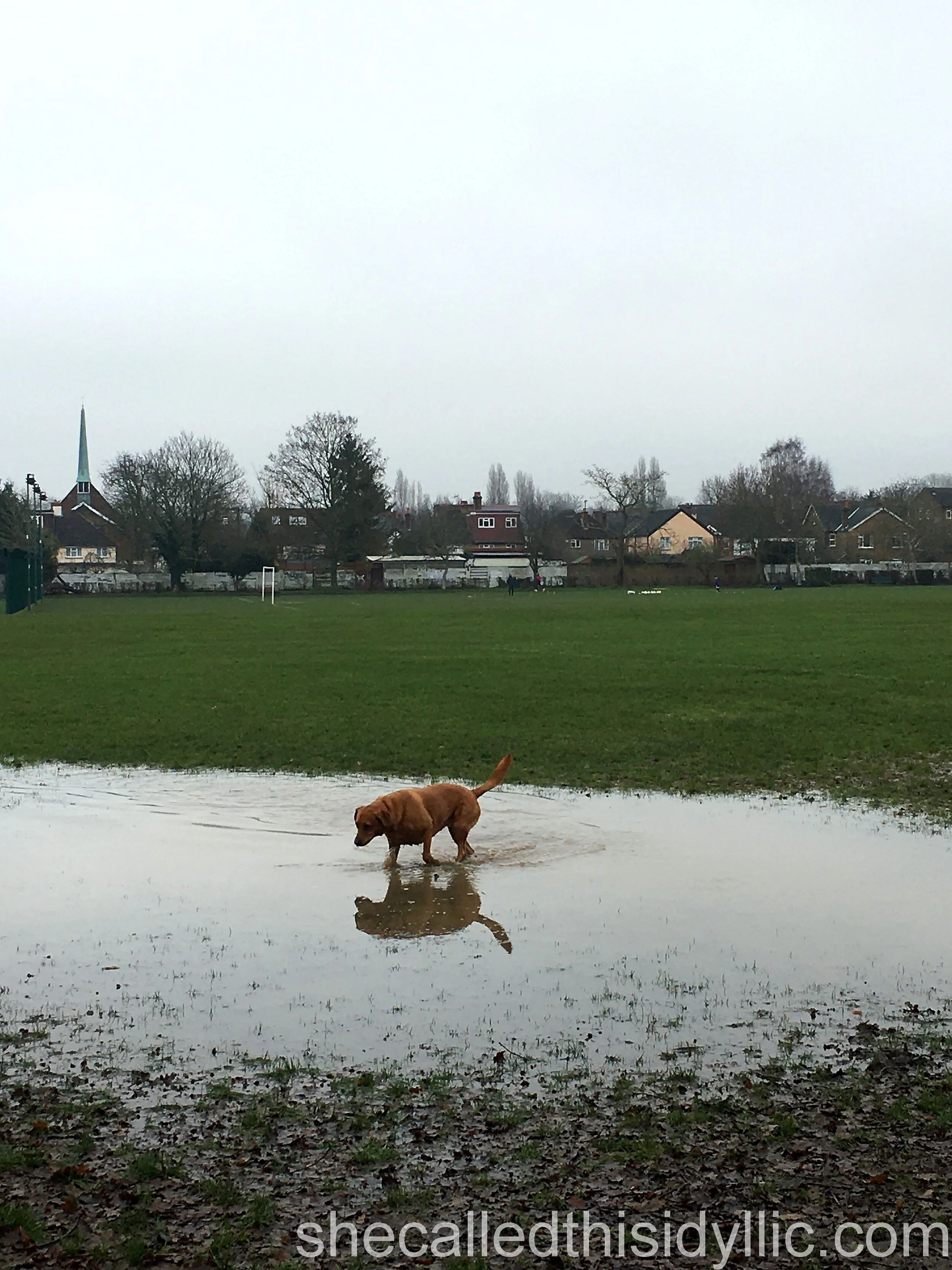 A Waterlogged, Muddy, No-Go Zone And Lemons