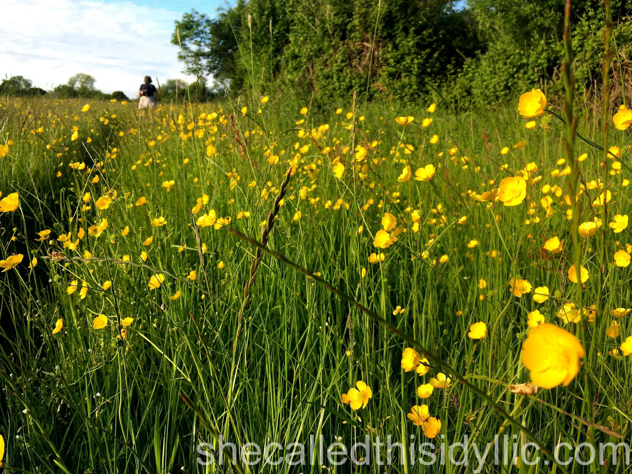 Brown Signing, Memories, Cake and Buttercups