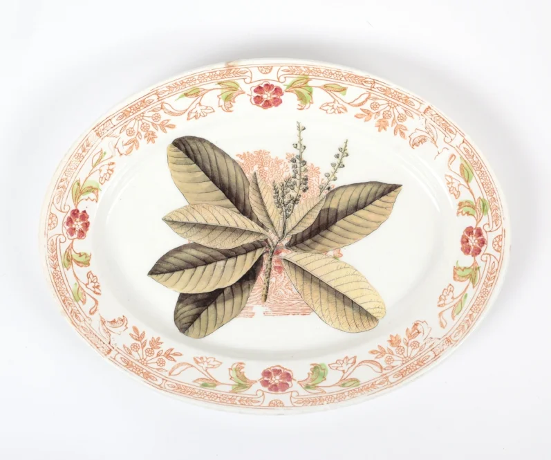 ERBARIO | HERBARIUM