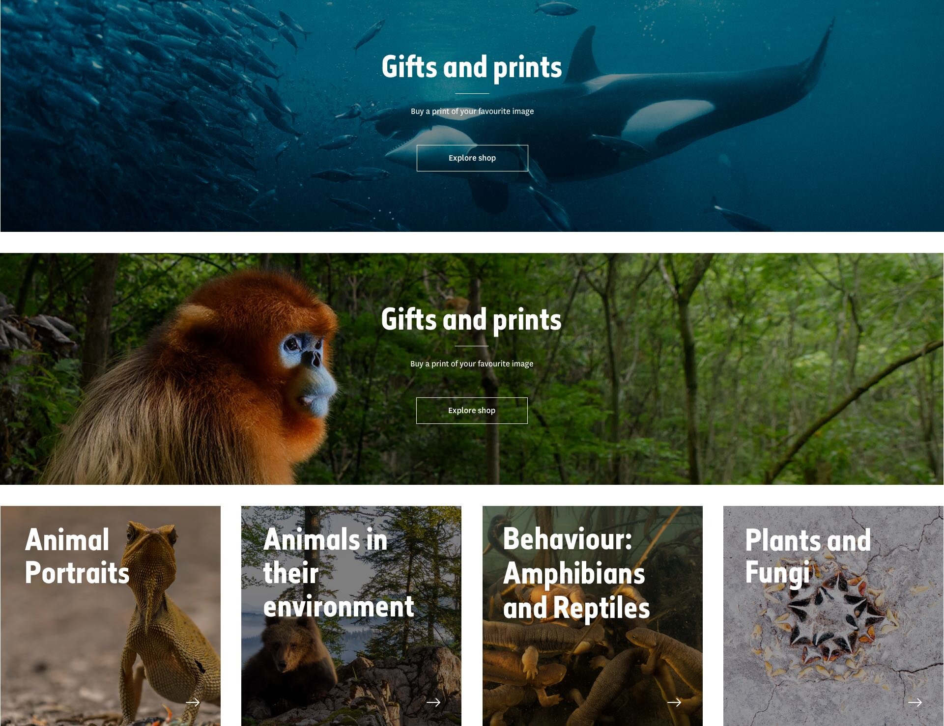 I began working in Sketch to create an element collage - this was one of the final deliverables aiming to give NHM a picture of how certain UI elements would look and adapt to varied screen sizes. I wanted to make use of the vast imagery on offer as