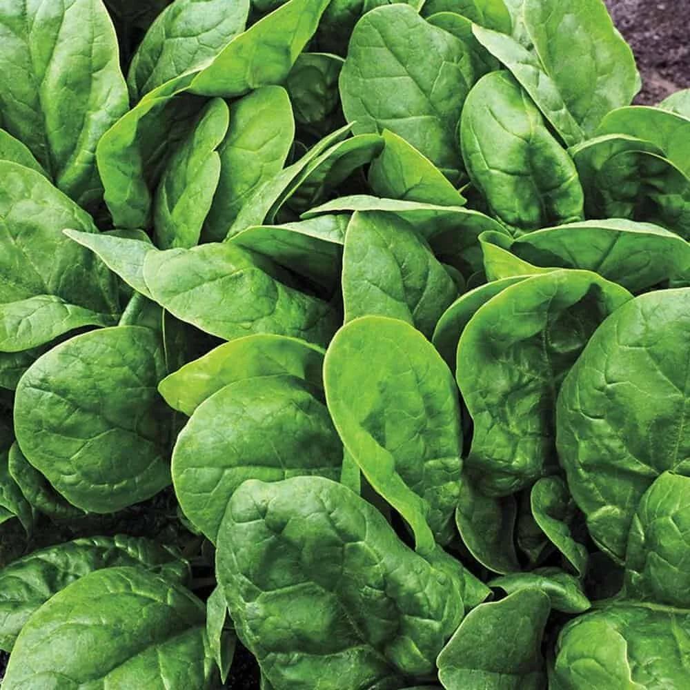 spinach.jpg