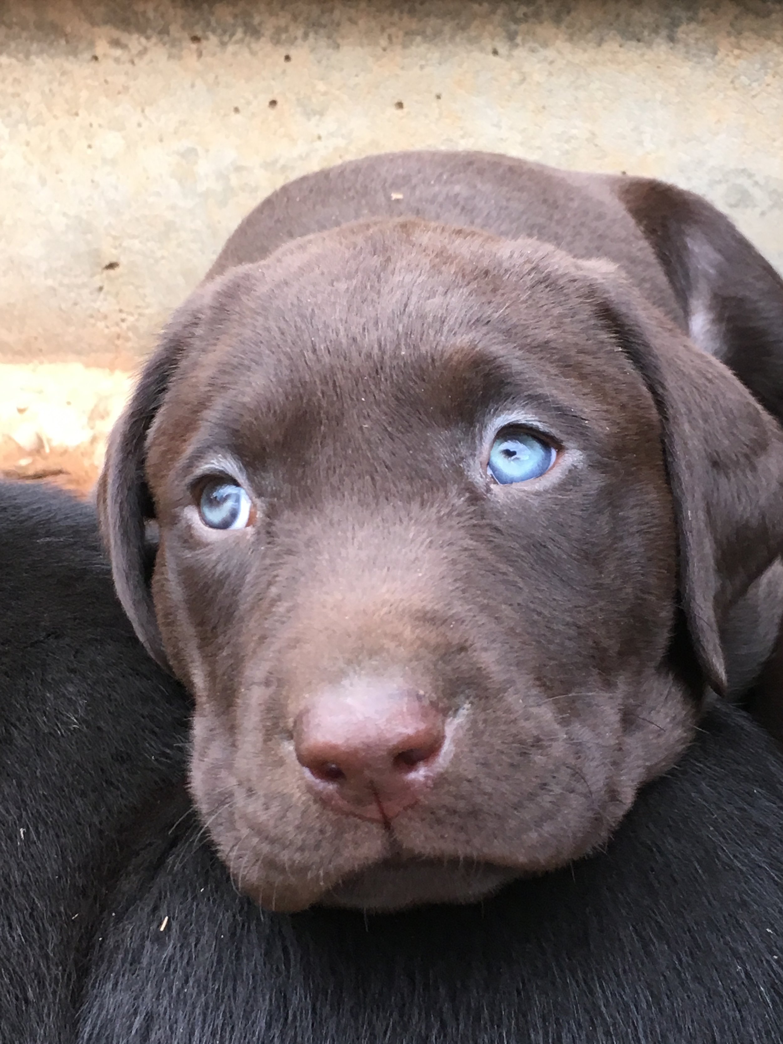 Welcoming a new puppy  part 1