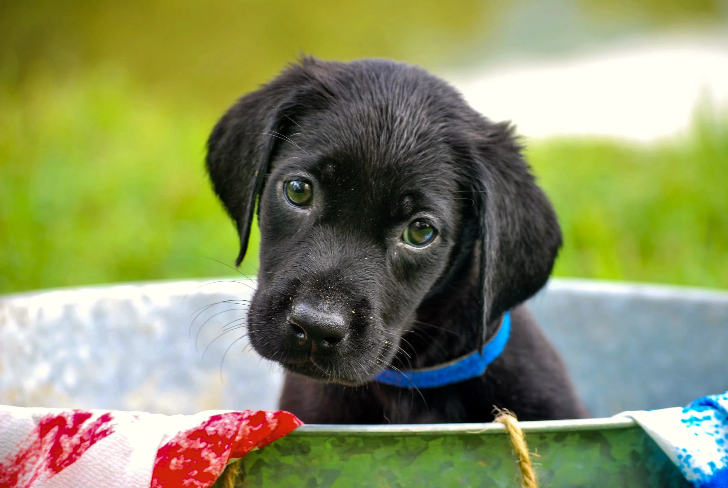 Welcoming a New Puppy- Part 2