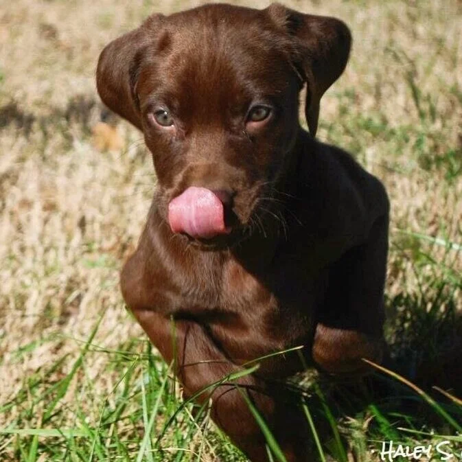 Puppy+licking+lips.jpg