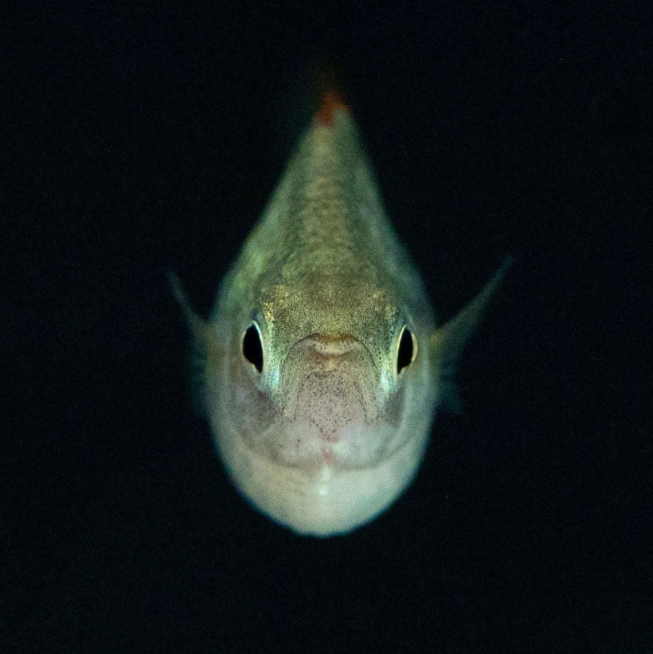 Female Praecox rainbow QT.JPG