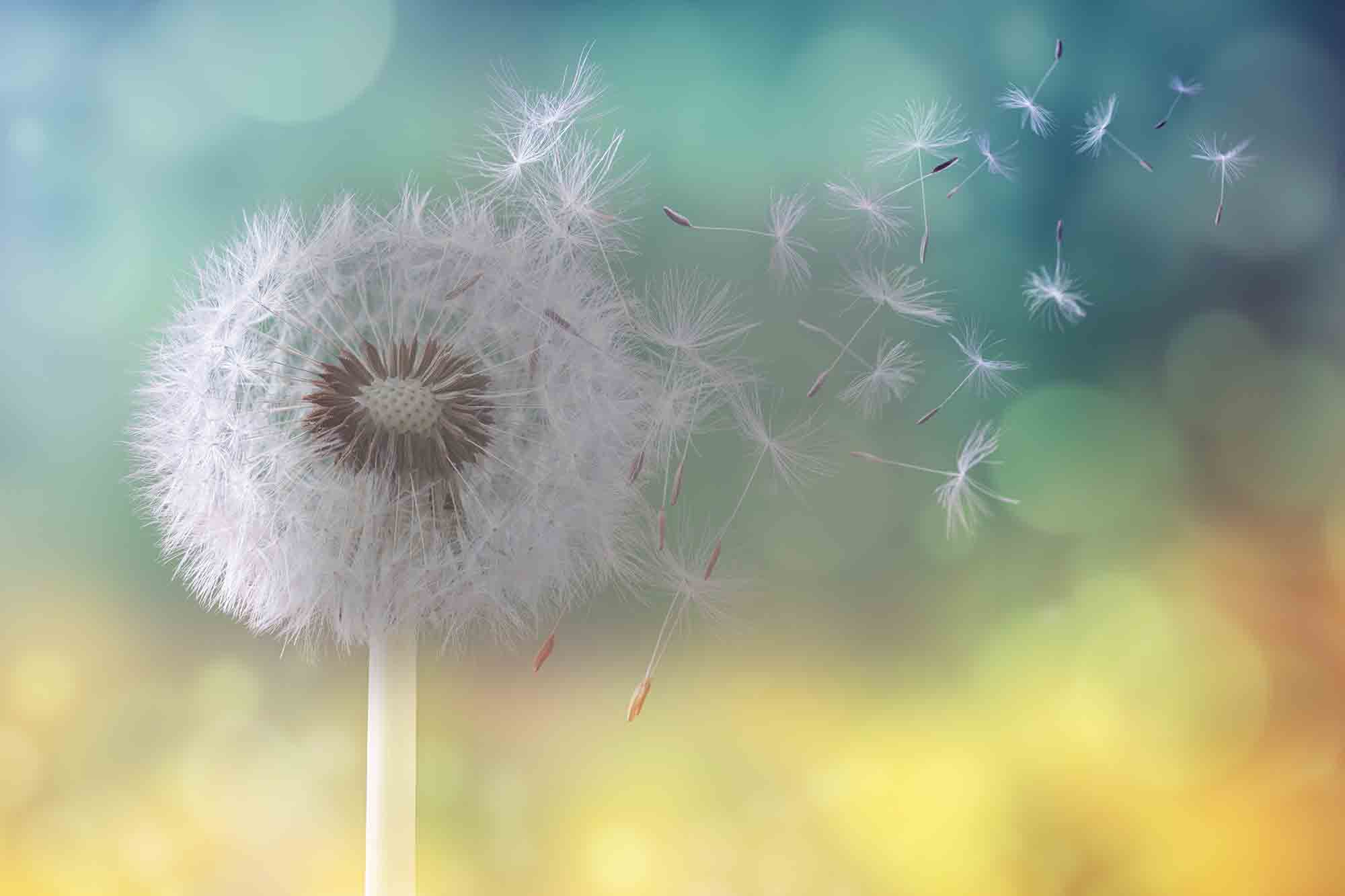 dandylion2.jpg