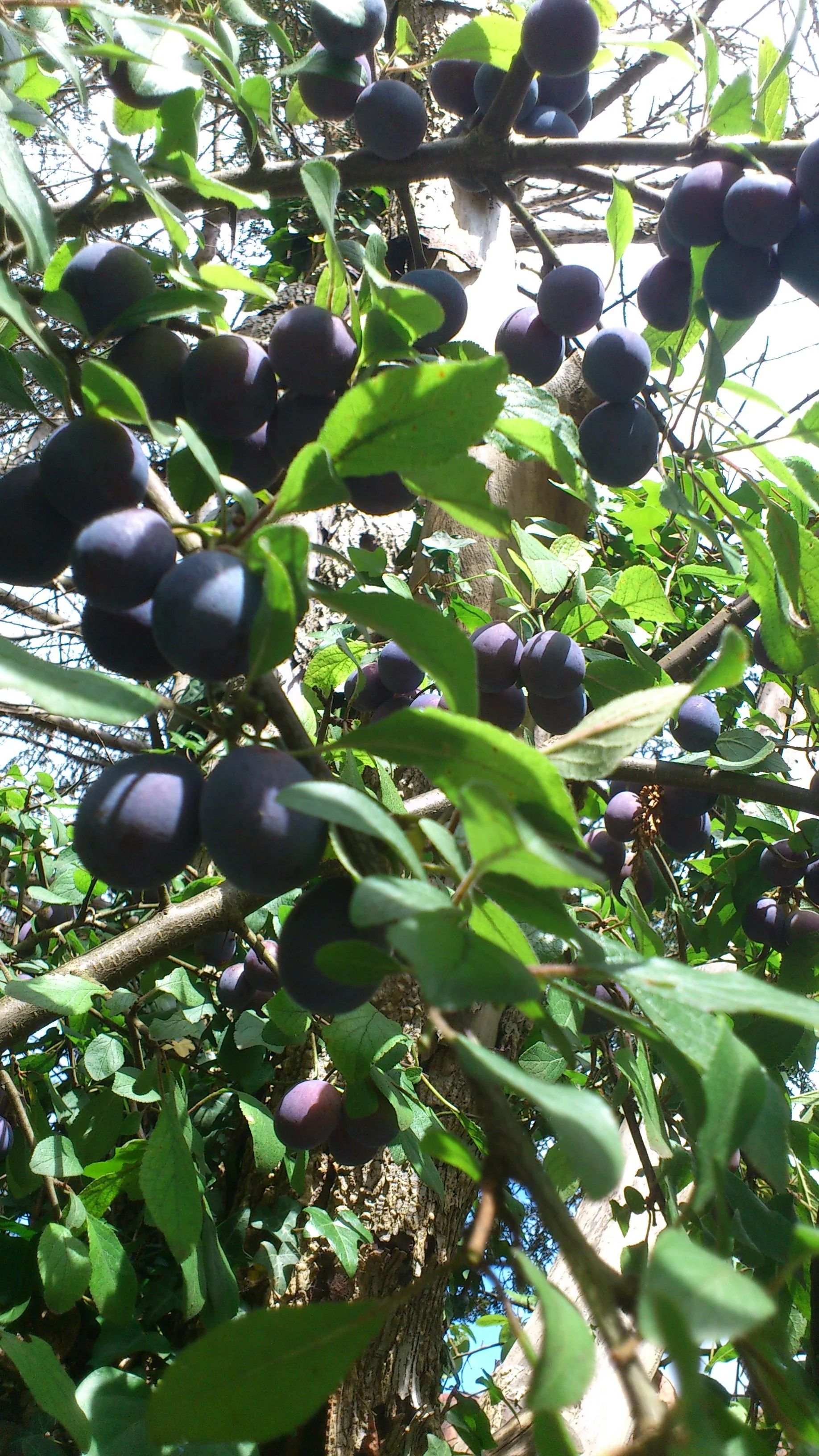 sloes.JPG