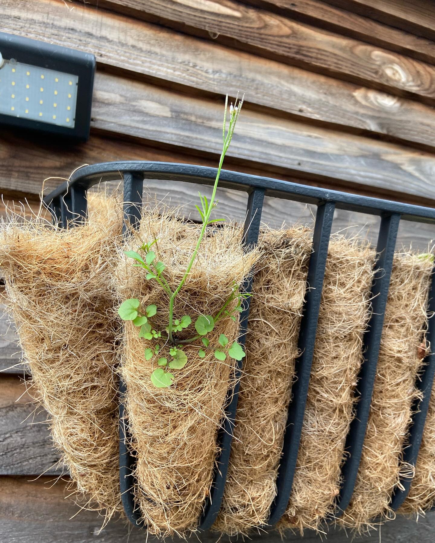 The planter on my workshop is currently empty, except for this little gem. I can&rsquo;t bear to pull it out because I love Landcress. And it loves my garden. It tastes like - you guessed it - cress. It&rsquo;s loves to grow in cracks in walls and pa