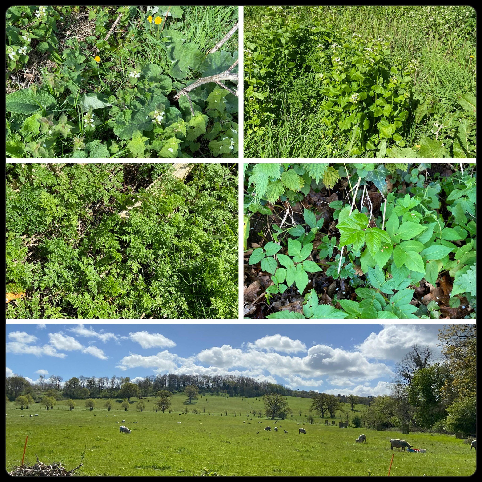 Just some of the things we&rsquo;ll be looking for on tomorrow&rsquo;s sold out forage @newtonfarmshopandcafe If you missed out on this one, the next one is 21st Sept. Booking directly with the farmshop.