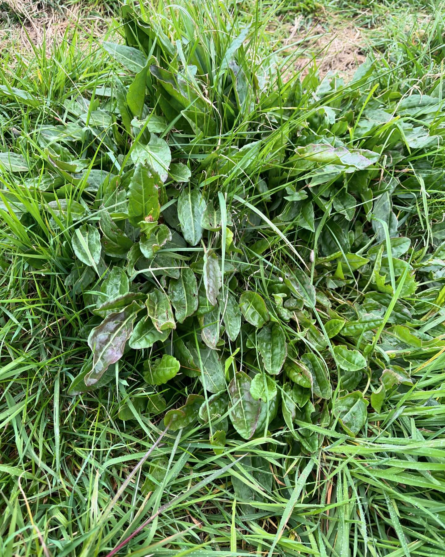 No St George&rsquo;s Day mushrooms this morning as they arrived a month early this year. I did find some handsome looking Sorrel though. Just for admiring.