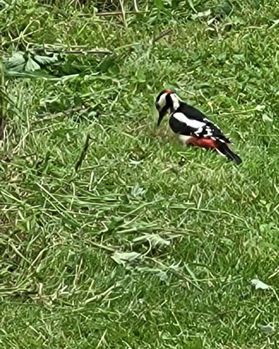 Spotted (pardon the pun) in our garden. Great Spotted Woodpecker. He looks lovely but last year he made a hole in our bird box and took the baby Blue Tits. 🐦 Day 2 #30dayswild