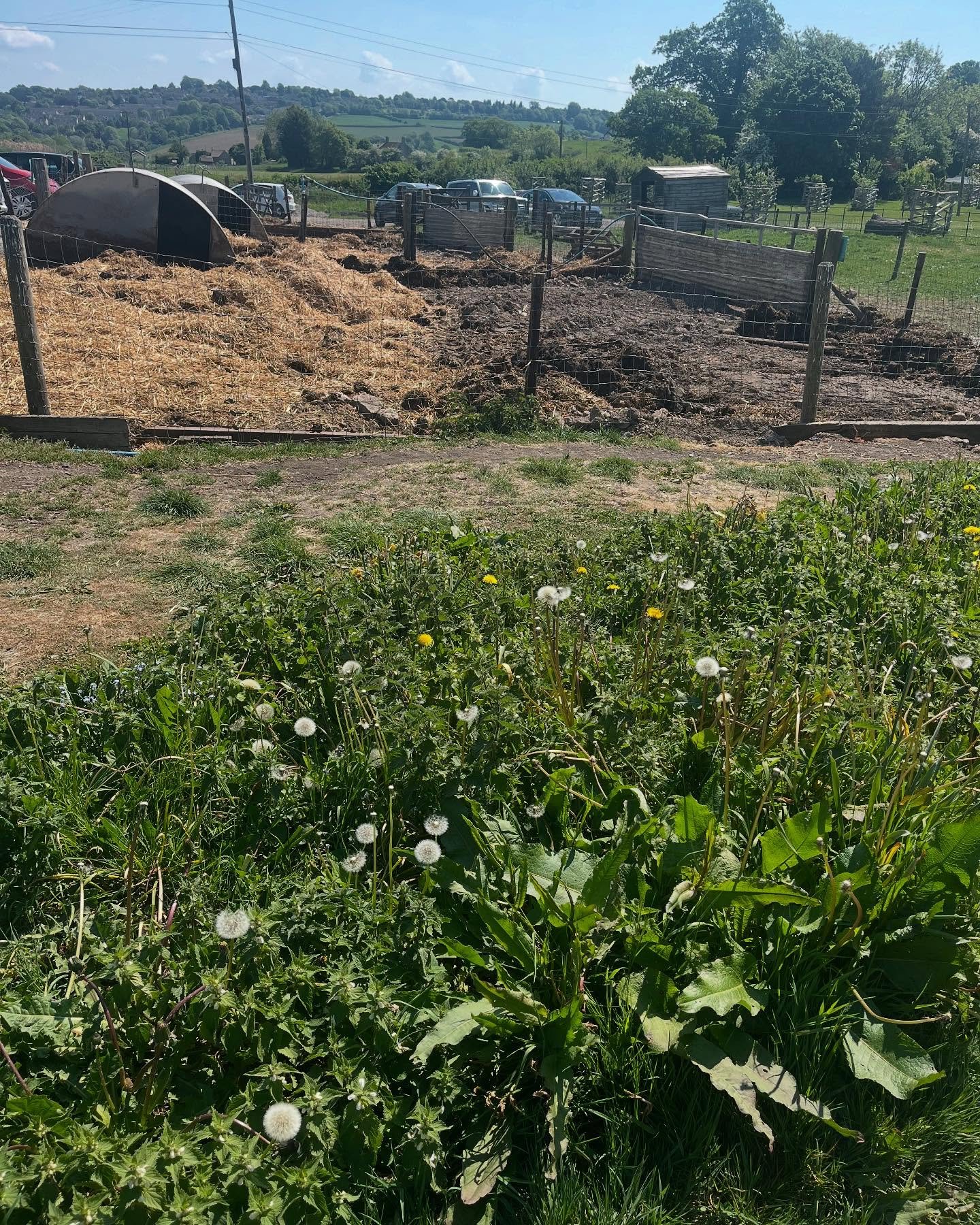 Quick scout around @newtonfarmshopandcafe gardens this morning ahead of Sunday&rsquo;s foraging walk. Lots of lovely greens around. We have two spaces left - 10.30am start. A nice flat walk around the farm and village and at the end we&rsquo;ll sampl