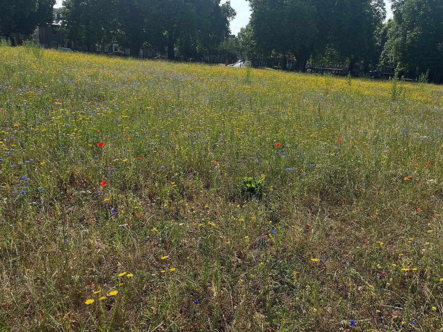 Wildflower field in London Fields. Wish all parks did this. Little walking track through the middle so you can enjoy it from all angles.