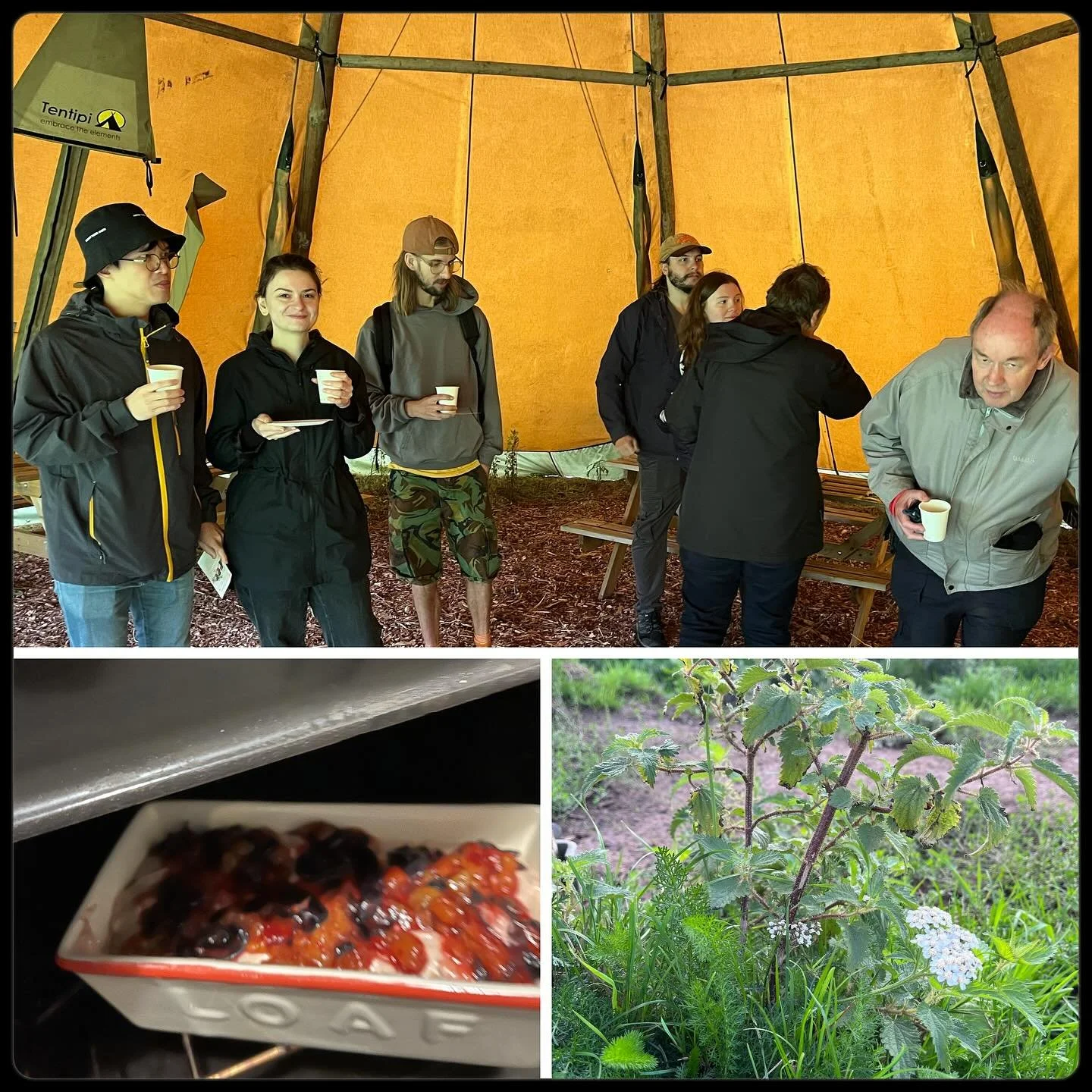 Great group this morning at @rootsallotments looking at what wild things they can grow. Dodged the incoming storm and then ate gluten free damson cake (it turned out ok!) after our stroll. 🍰 
That’s it for teaching this year and it’s hea