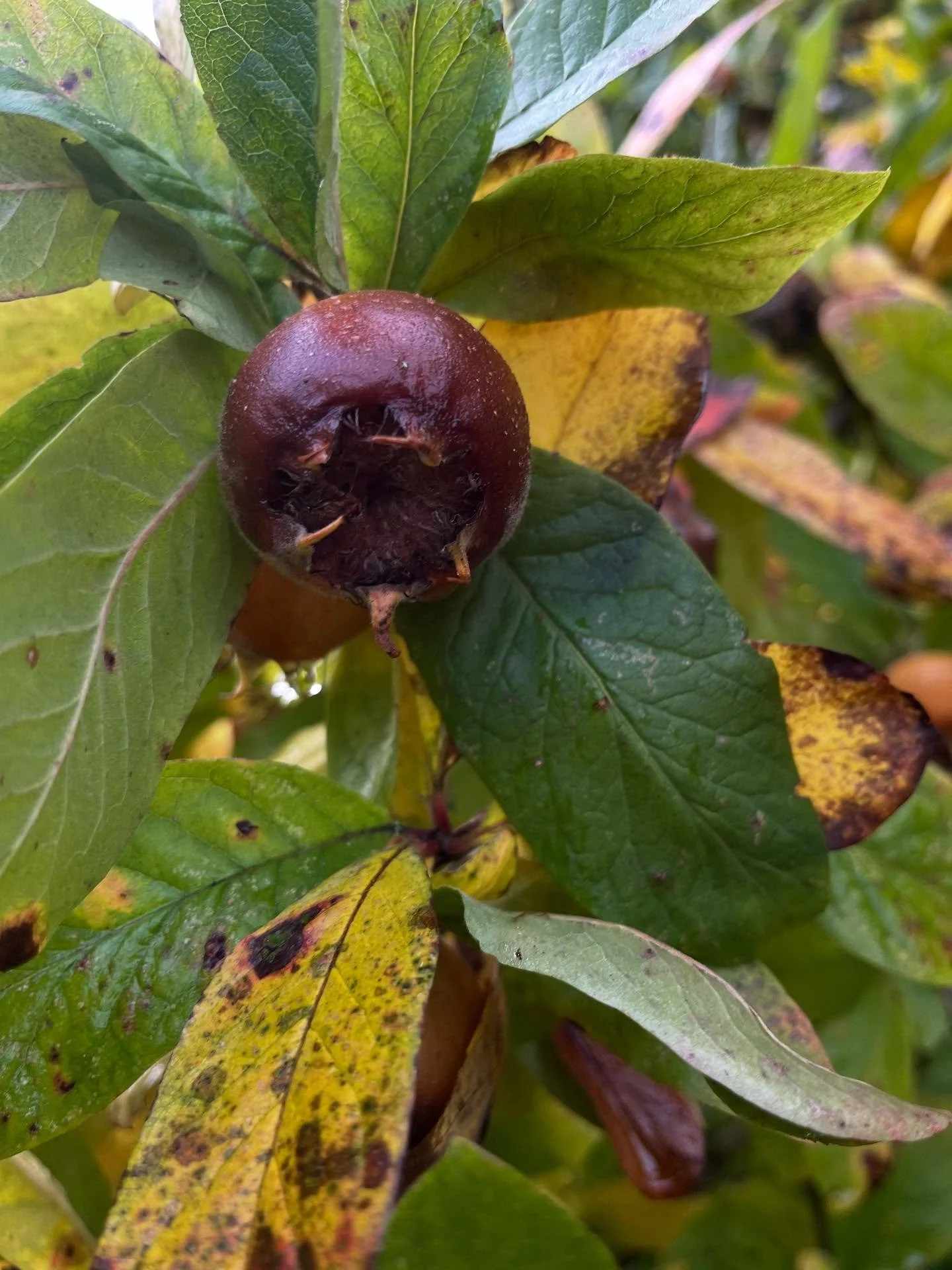 Not long now until these Medlars are ready to be made into sweet, aromatic jelly. They are just staring to blet with a few fallers. About a week is my guess. Just as well I have a week as I’m still making Quince Jelly. Hoping for a day off this