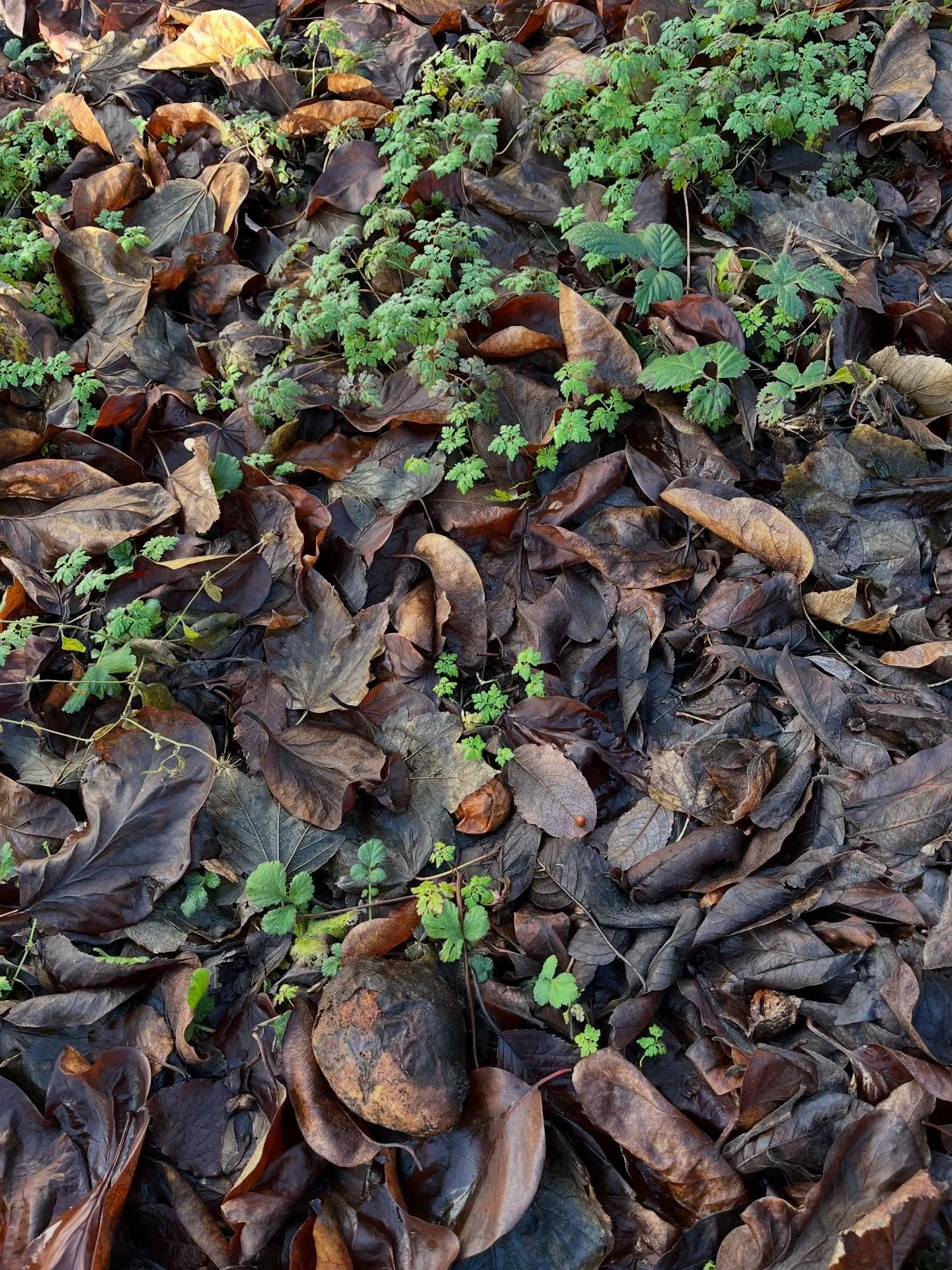 A little wander to the bottom of the garden revealed some quince and medlar I didn&rsquo;t manage to gather last season. A welcome treat for the wild creatures at this time of year, and perhaps a quiet gift to the soil too, as I never quite get aroun
