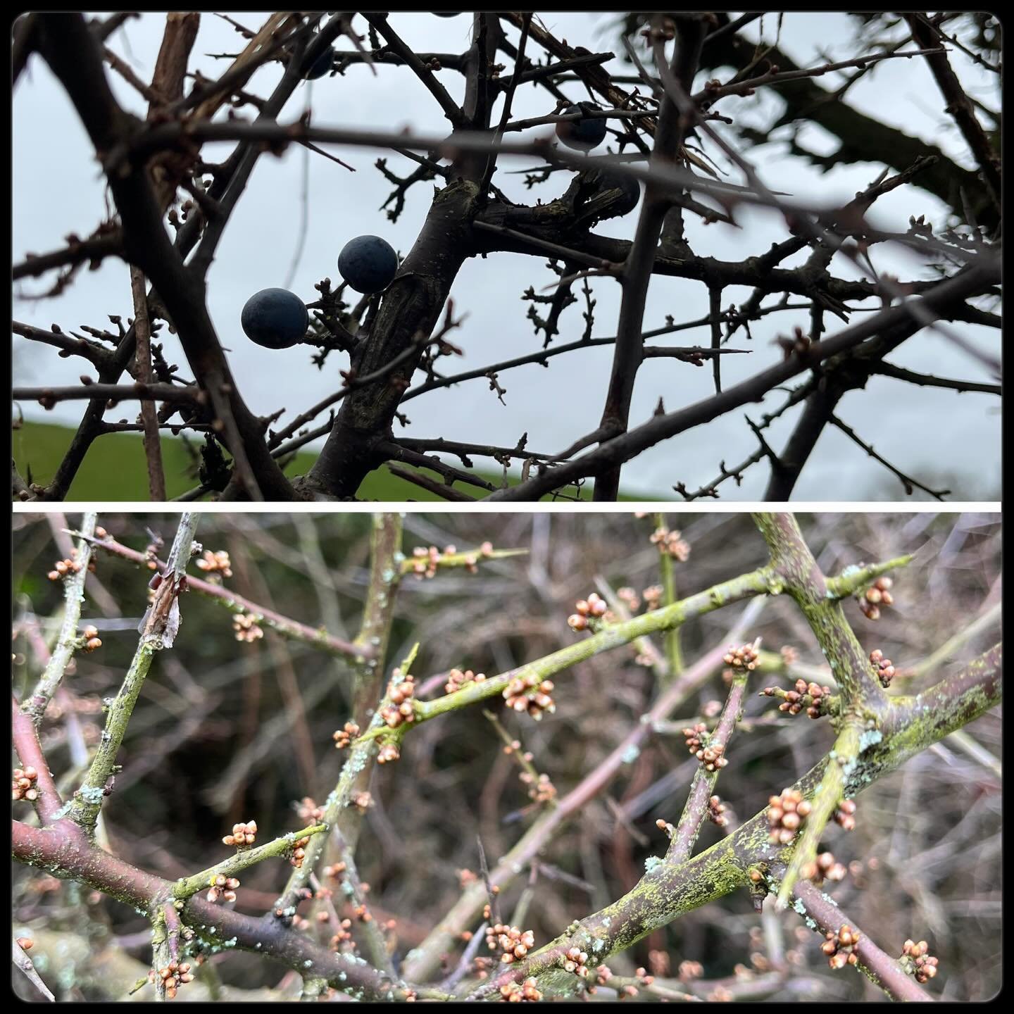 Some sloes still cling to the branches, dark and patient, even as the tender buds of Spring gather the courage to bloom. The old and the new sharing the same breath of morning.

On my walk today, I felt the quiet wisdom of it.

How often in life do w