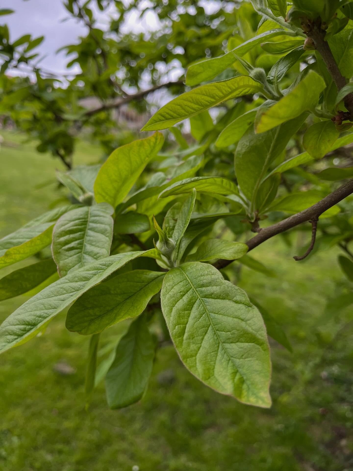 Wishing you a joyful and hope-filled Easter! 🐣

This beautiful season reminds us that no matter how long the winter, new beginnings are always possible. Just as spring brings new life, Easter brings renewal of the heart and spirit. 

Photo of my Med