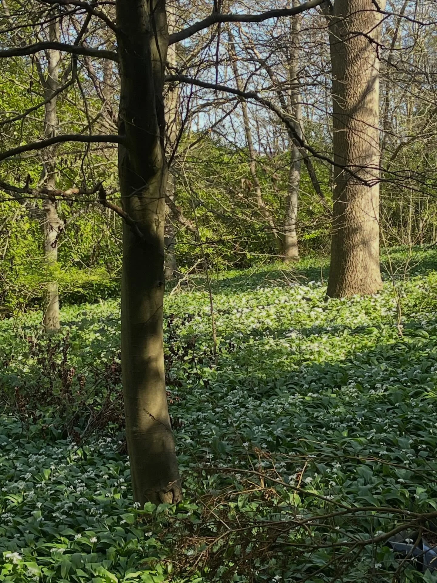 A little late to the wild garlic this year&mdash;but so good to be back! 🌿 There&rsquo;s nothing quite like returning to my favourite hidden picking spot, especially one so generously shared by a kind landowner who allows me to forage there.

Foragi