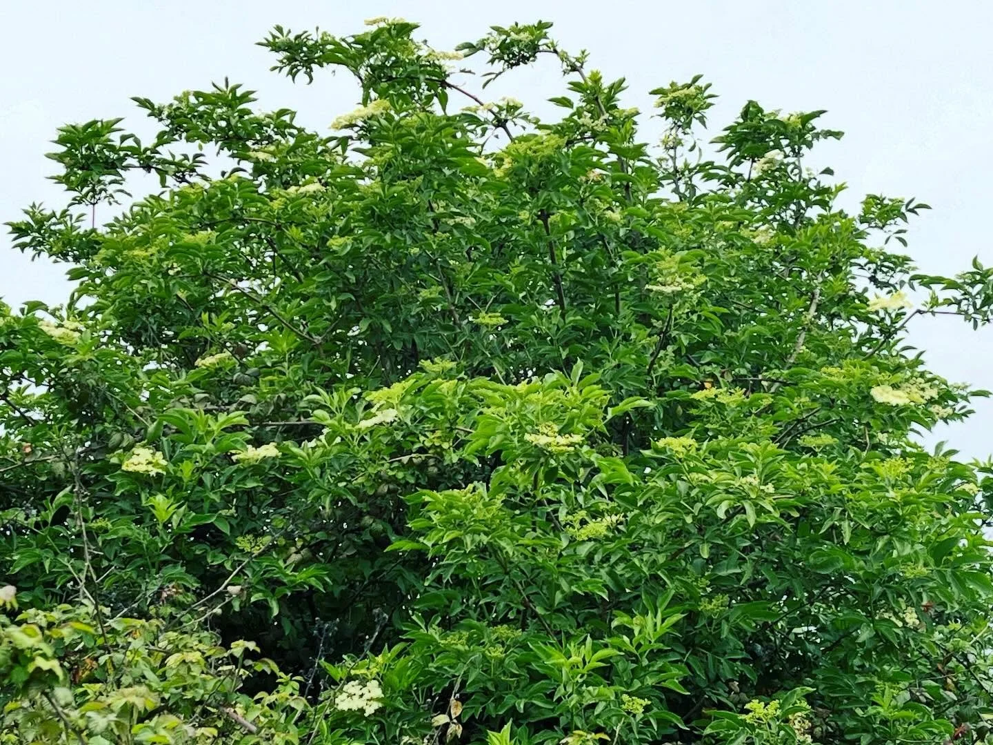 Unusual for April: the elder already in flower. With St George&rsquo;s mushrooms proving elusive, the elderflowers have come on early this year, their blooms opening nearly a month ahead of their usual time. 

#hedgerow #April #Spring #Elder #elderfl