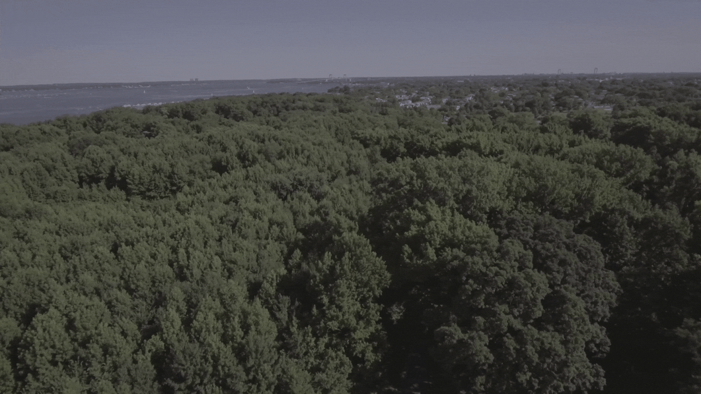 Above Trees LOG 4K