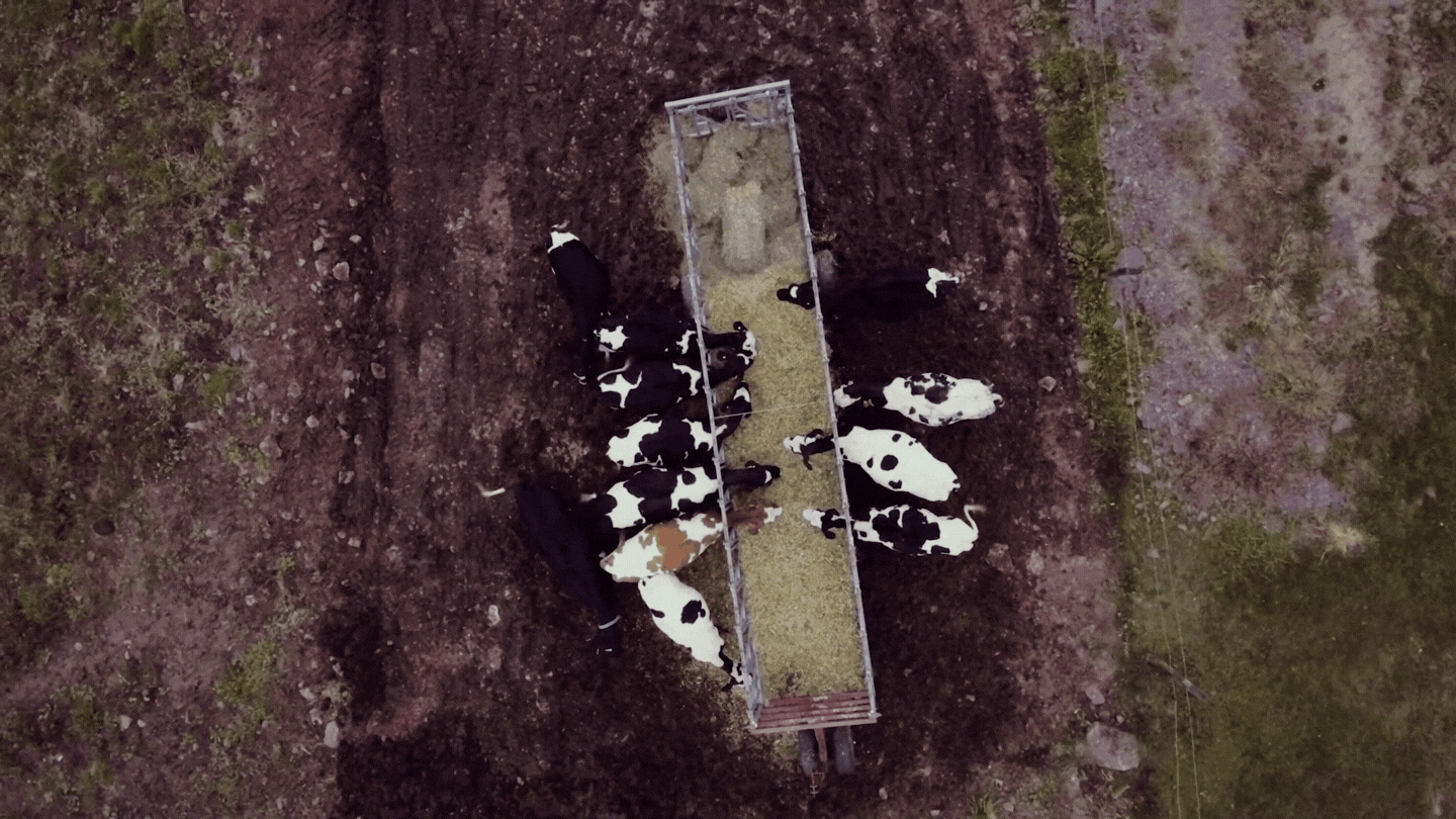 Cow Rise Color Graded 1080p